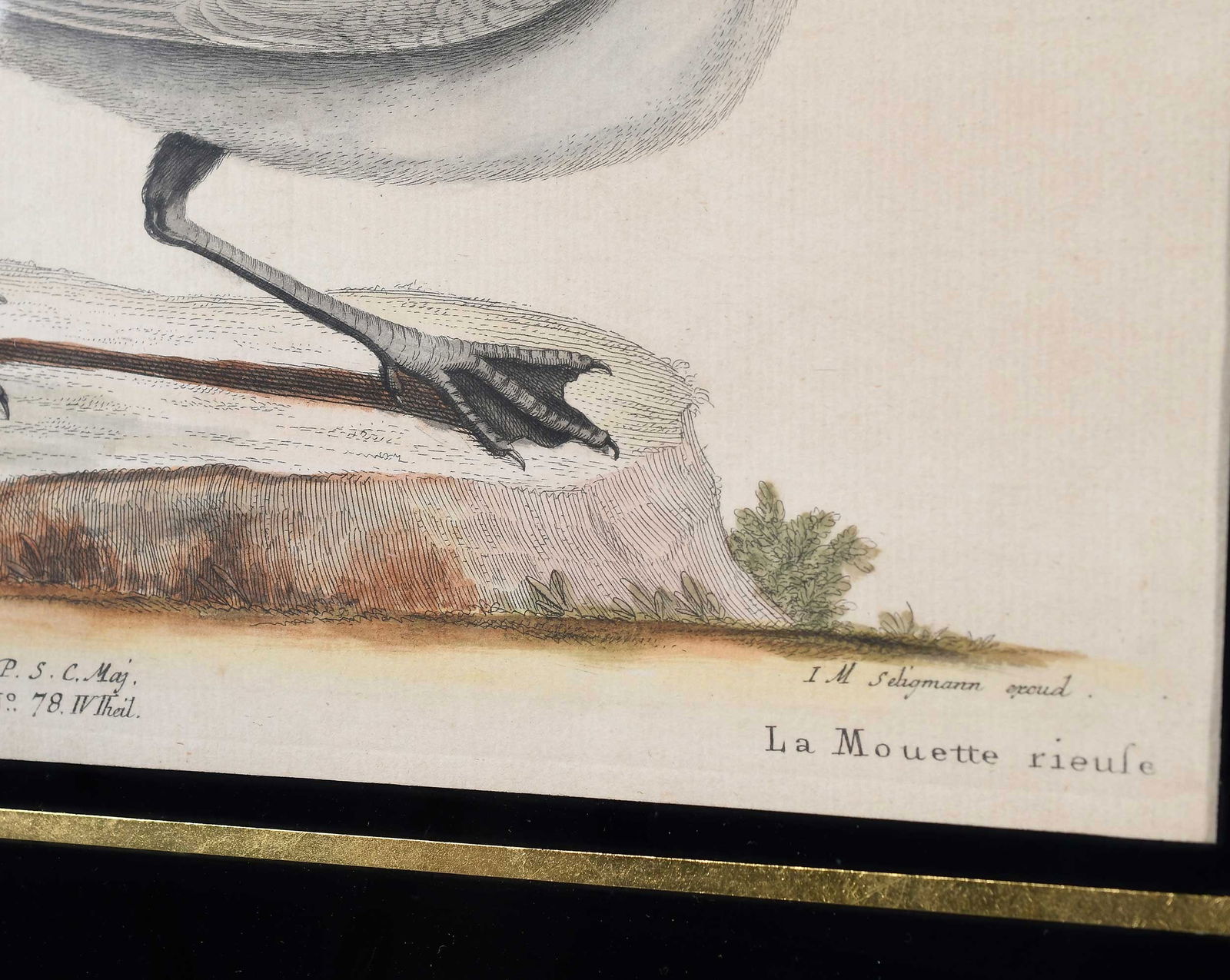 Two Engravings After Mark Catesby - 7