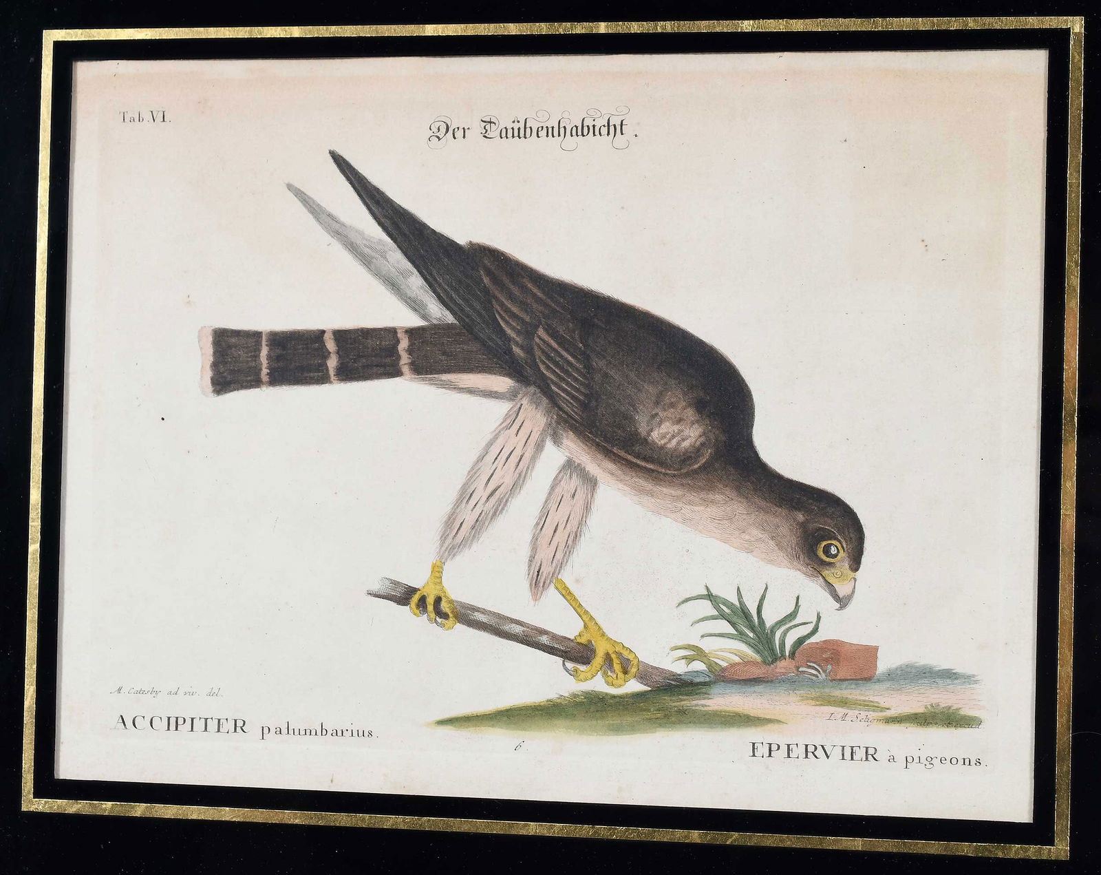 Two Engravings After Mark Catesby - 8