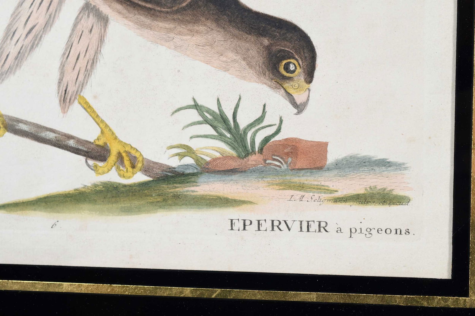 Two Engravings After Mark Catesby - 9