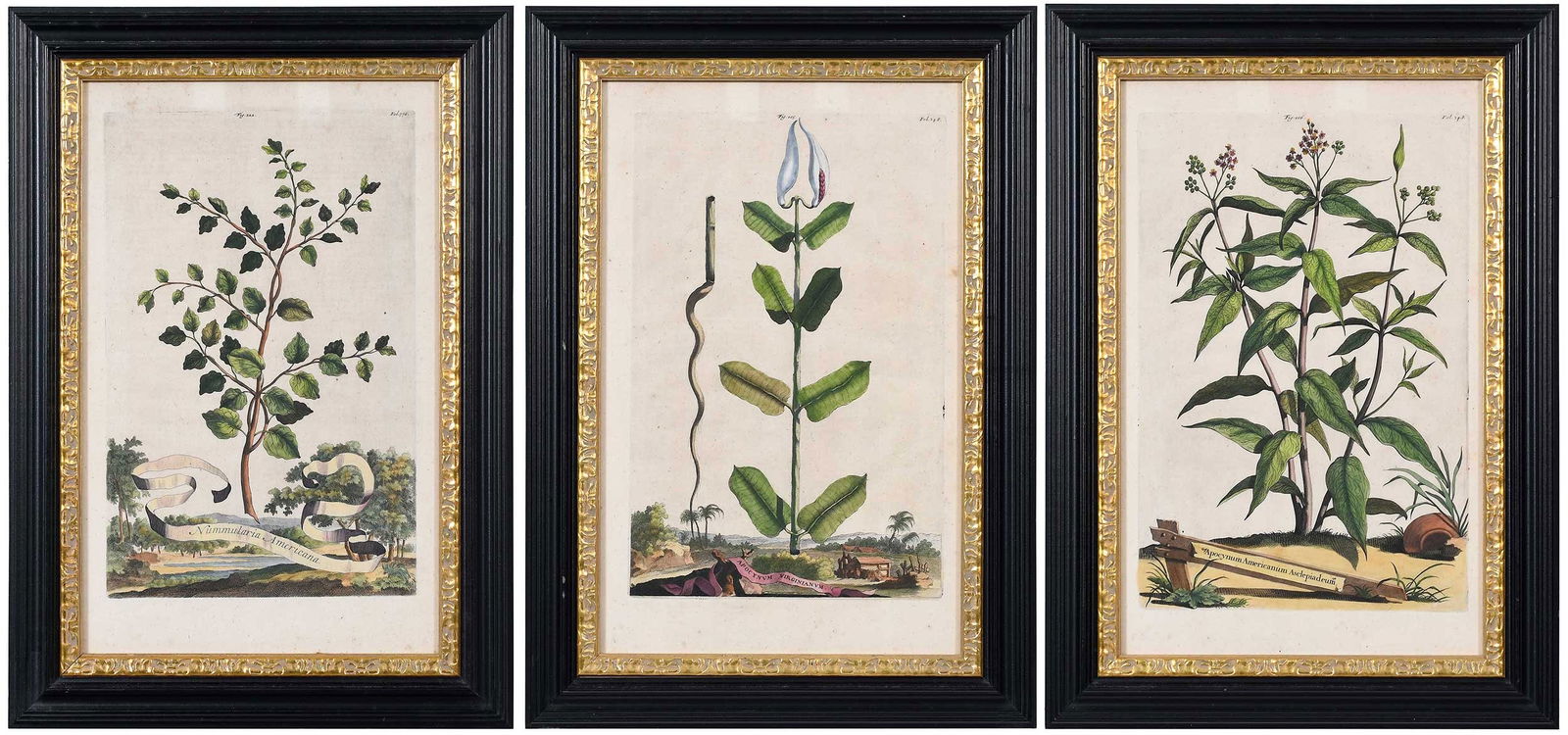 Abraham Munting Botanical Engravings (1 of 11)