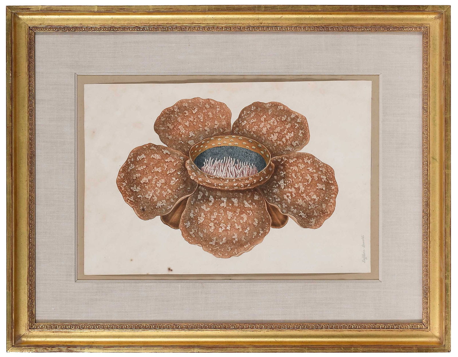 Charles Empson Botanical Watercolor (1 of 6)