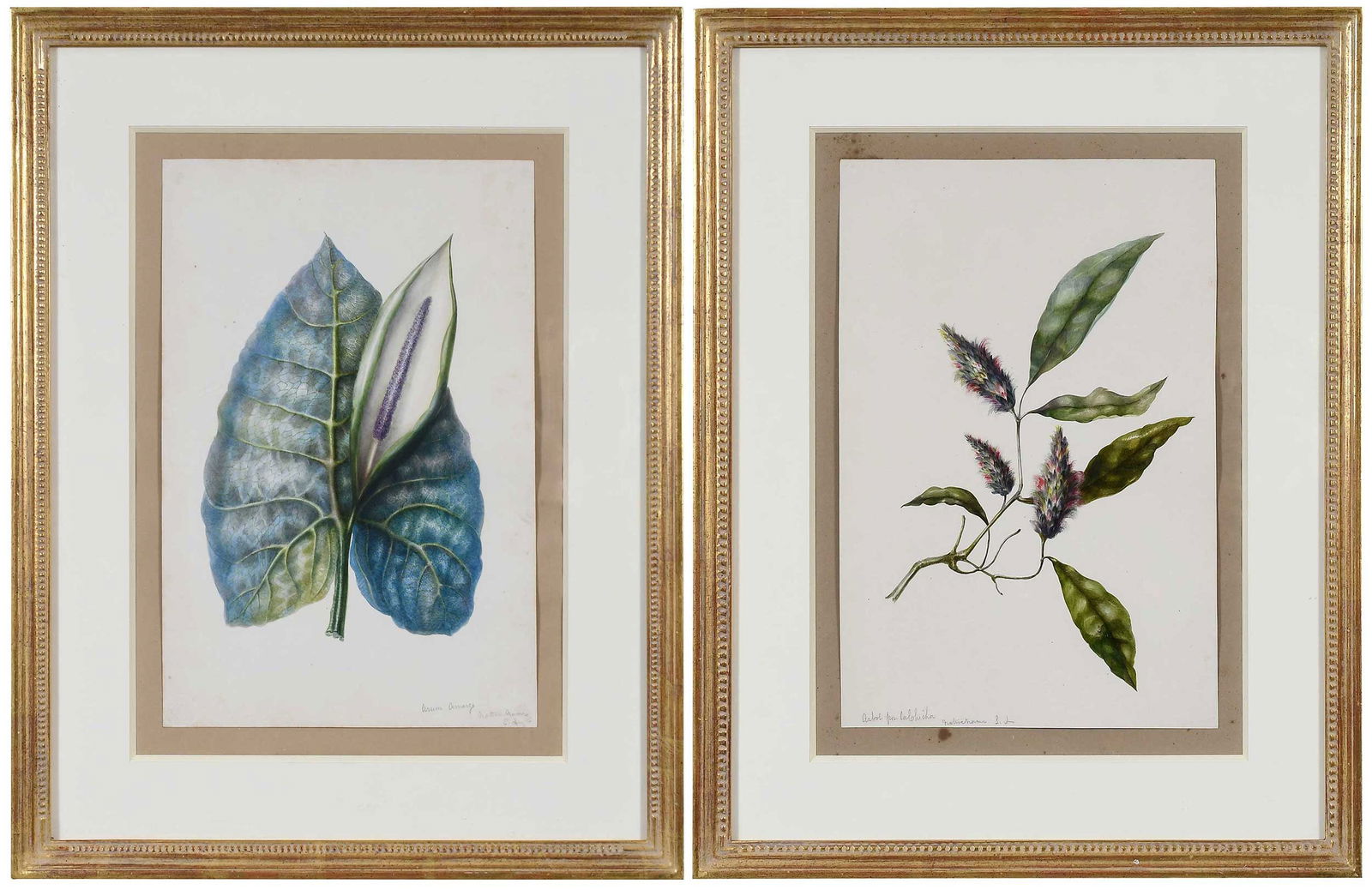 Charles Empson, Two Rare South American Botanical Watercolors (1 of 9)