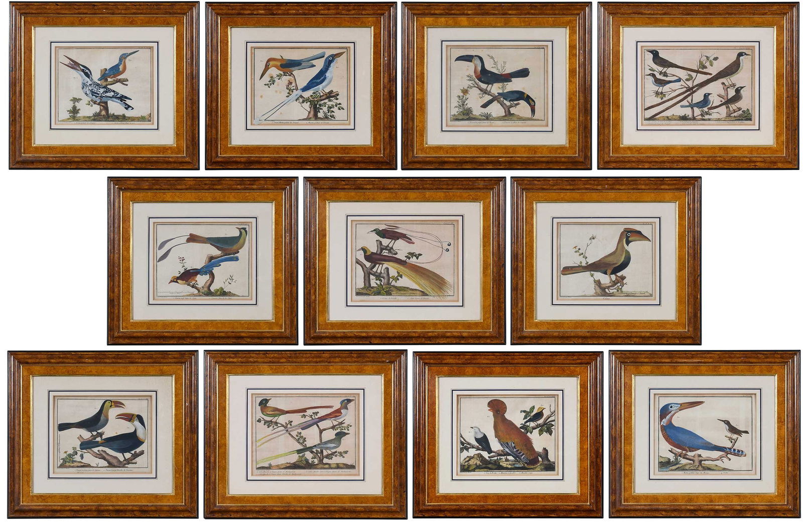 Francois-Nicolas Martinet, Eleven Ornithological Engravings (1 of 20)