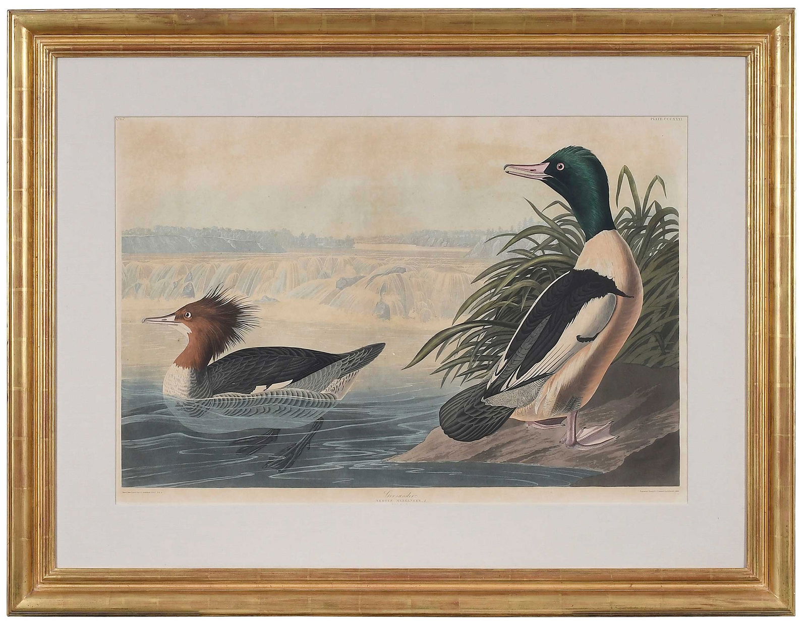 John James Audubon, Goosander, Cohoes Falls, State of New York, Bush Family Provenance (1 of 7)