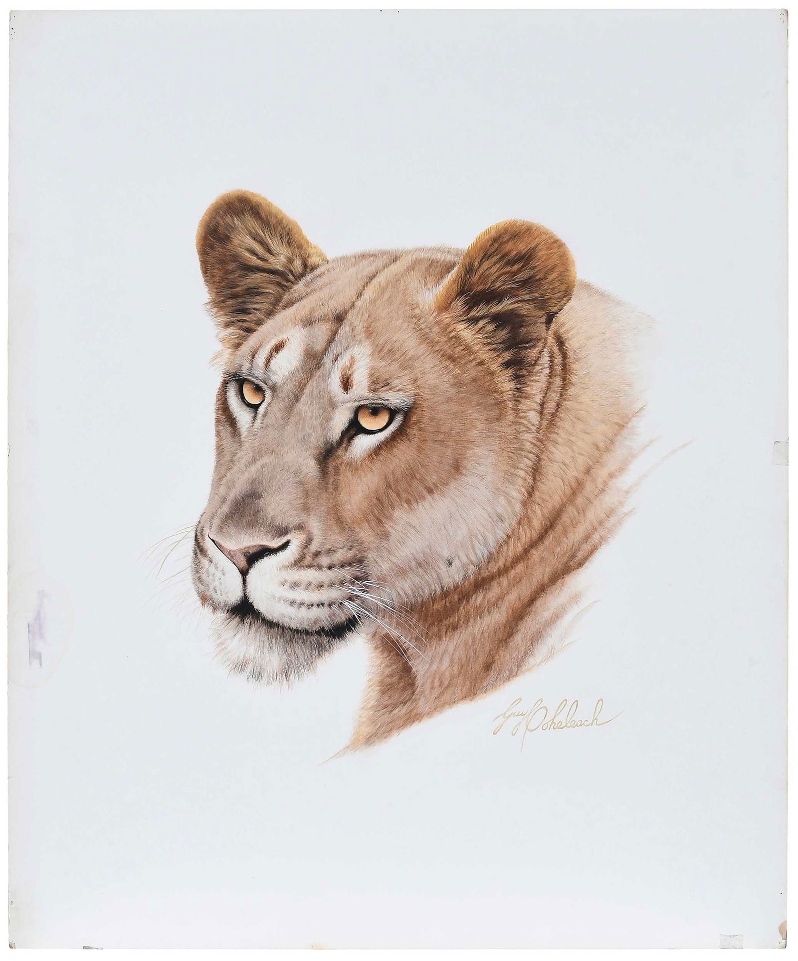 Guy Joseph Coheleach Illustration: (New York/New Jersey, born 1933)The African Queen Lioness, 1989, signed lower right "Guy Coheleach", original illustration for the Franklin Mint, watercolor and gouache on illustration board, 30 x 25