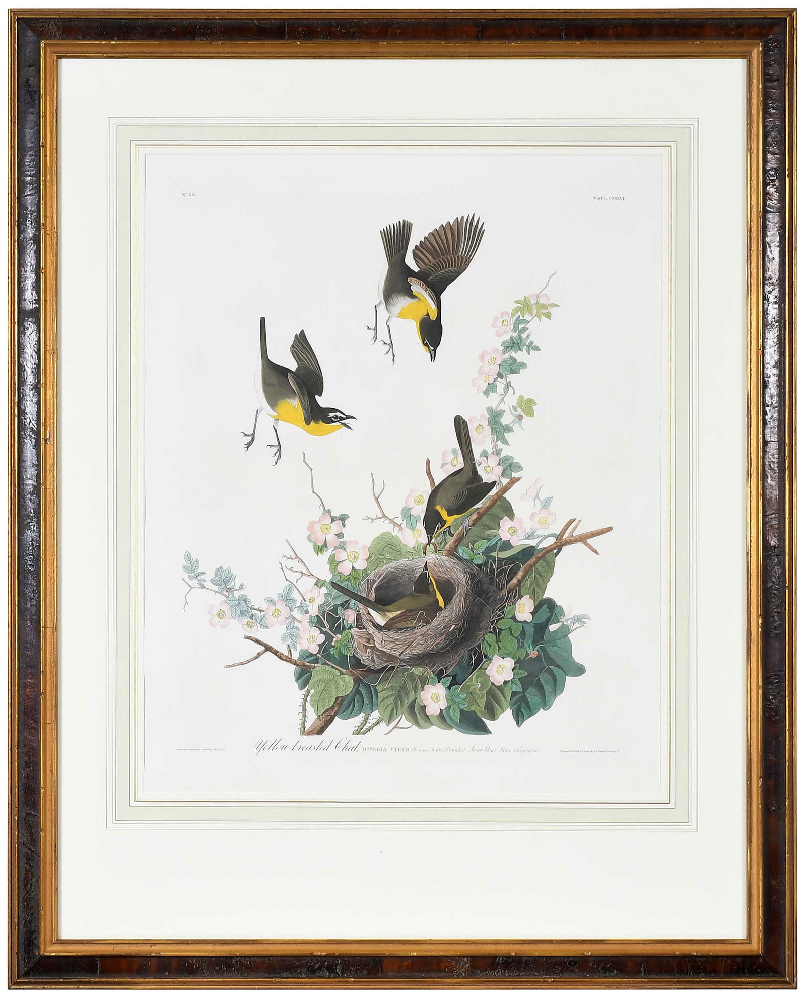 John James Audubon, Yellow-breasted Chat (1 of 9)