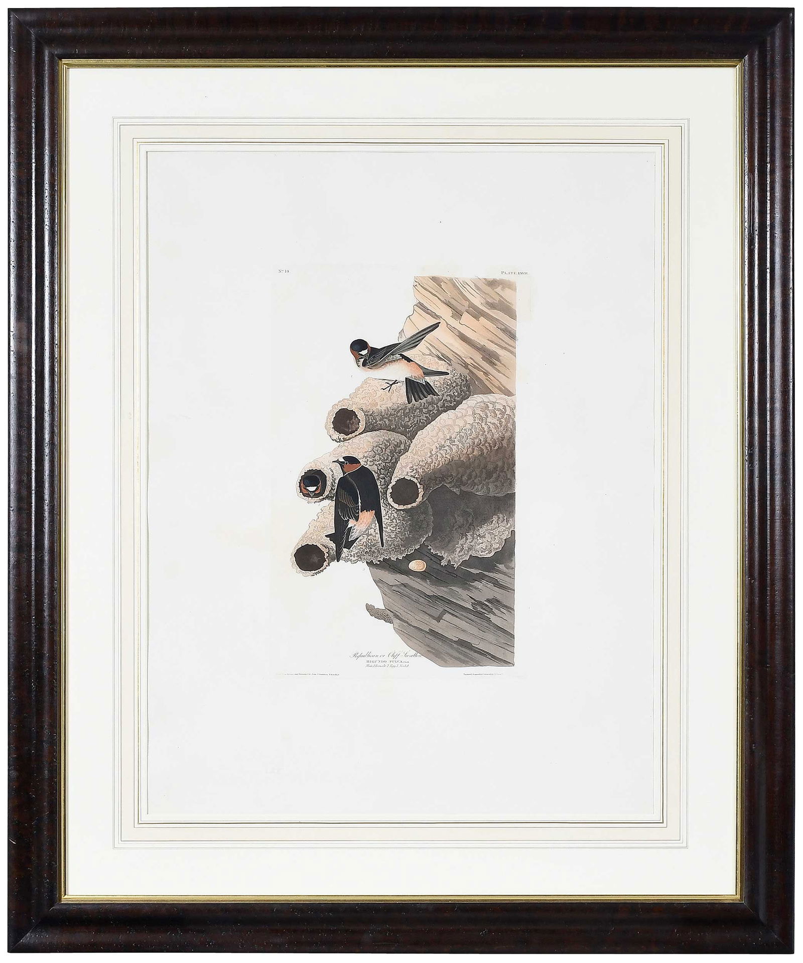 John James Audubon, Republican or Cliff Swallows: (New York, 1785-1851) Pl. LXVII (Pl. 68) from Birds of America, Robert Havell, London, 1827-1838, hand-colored etching, engraving and aquatint on wove paper with "J. Whatman/1838" watermark, sheet 38