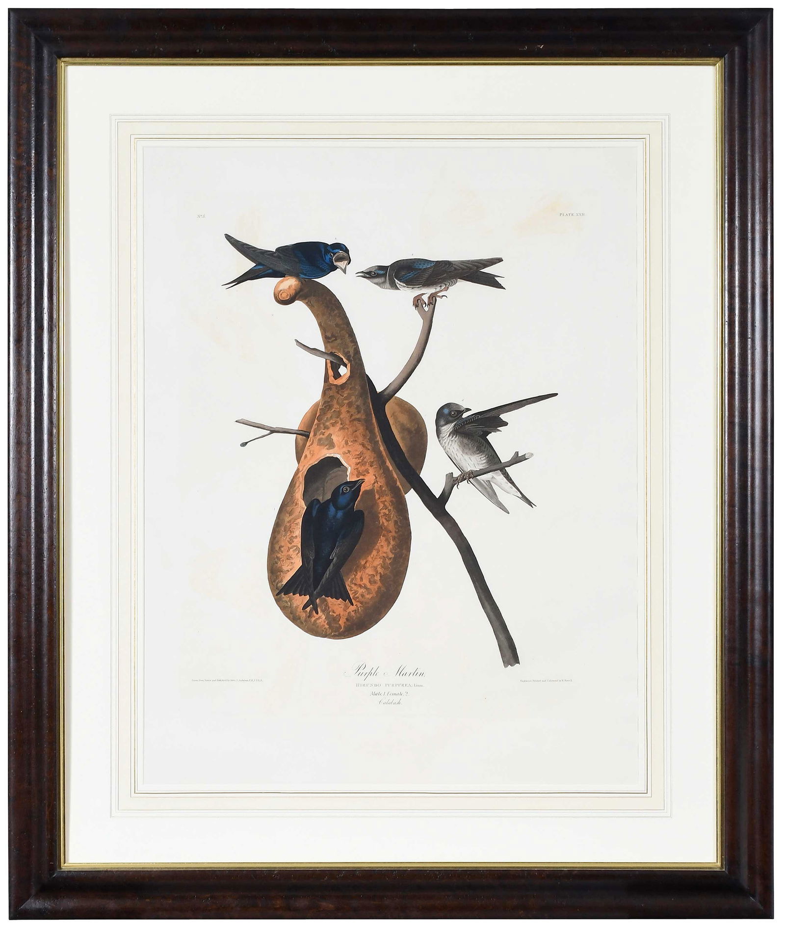 John James Audubon, Purple Martin (1 of 7)