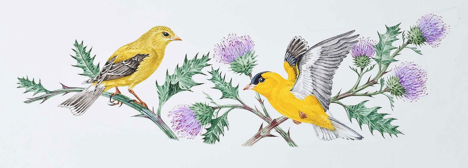 Robin Hill, Thirteen Small Illustrations: (Australian/America/Britain, born 1932) Two thimble designs from Songbirds of the World, 1983; eleven spoon designs from Garden Birds, 1985; thimble designs titled in pencil and unsigned, spoon design