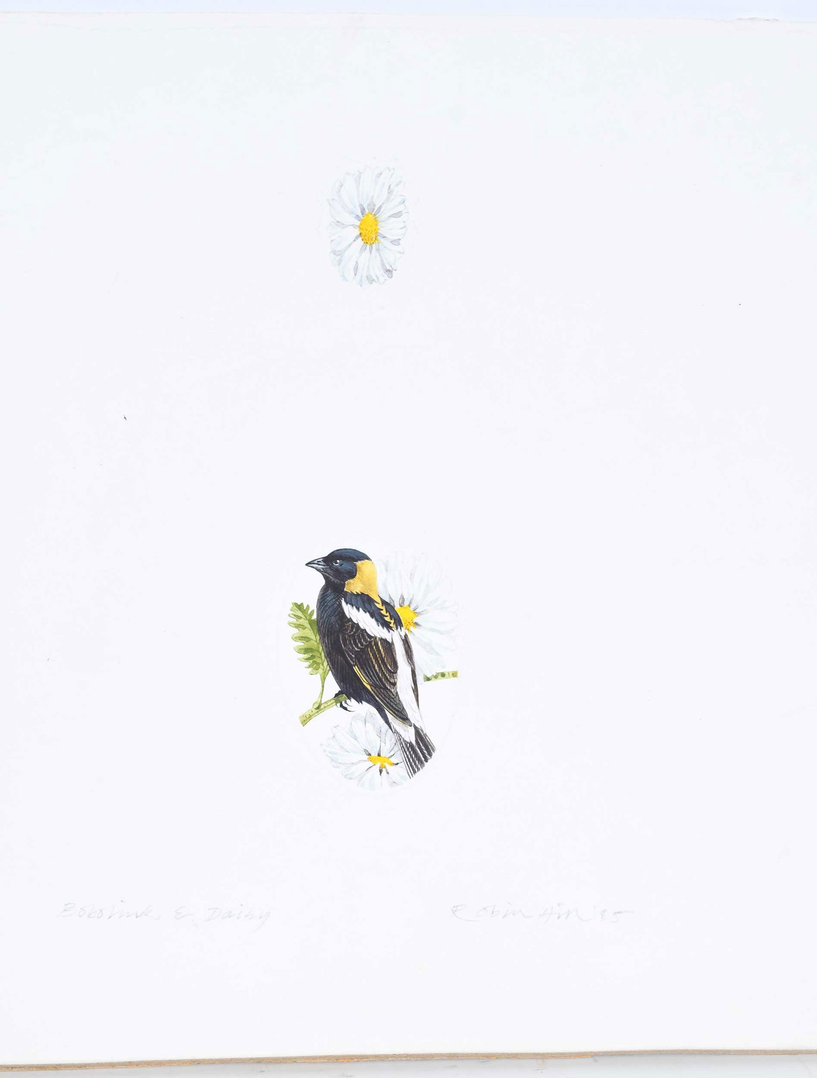 Robin Hill, Thirteen Small Illustrations - 8