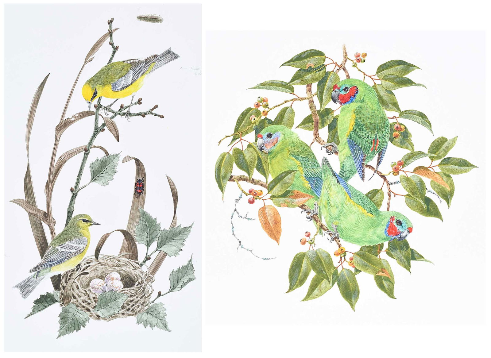 Robin Hill, Three Illustrations (1 of 6)