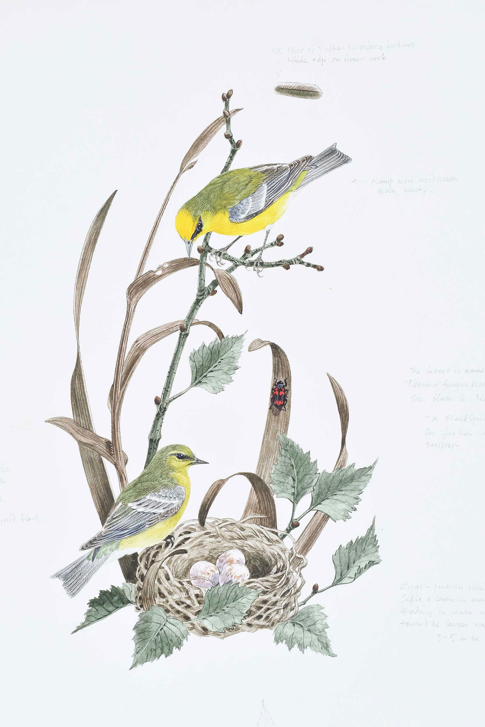 Robin Hill, Three Illustrations - 3