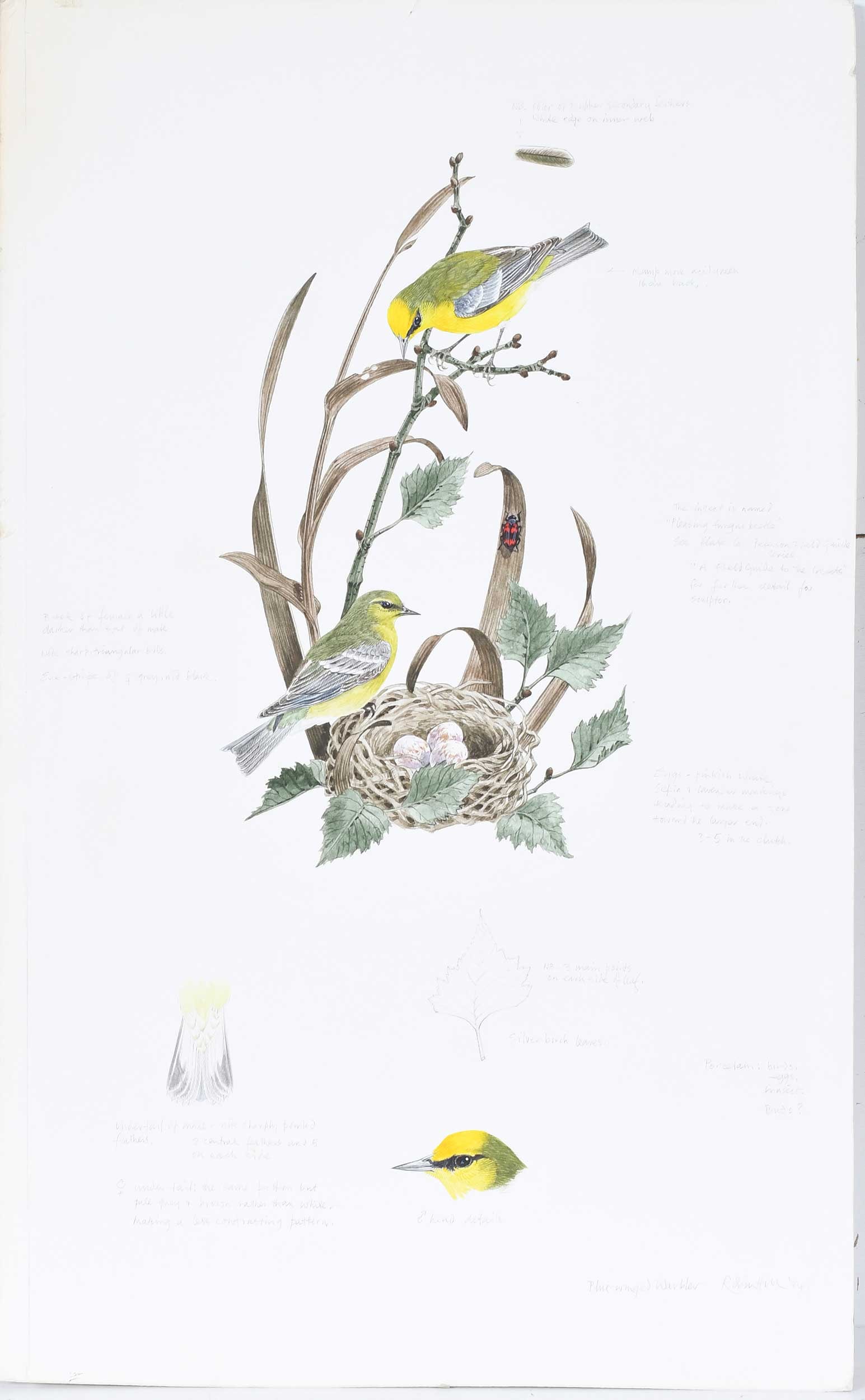 Robin Hill, Three Illustrations - 4