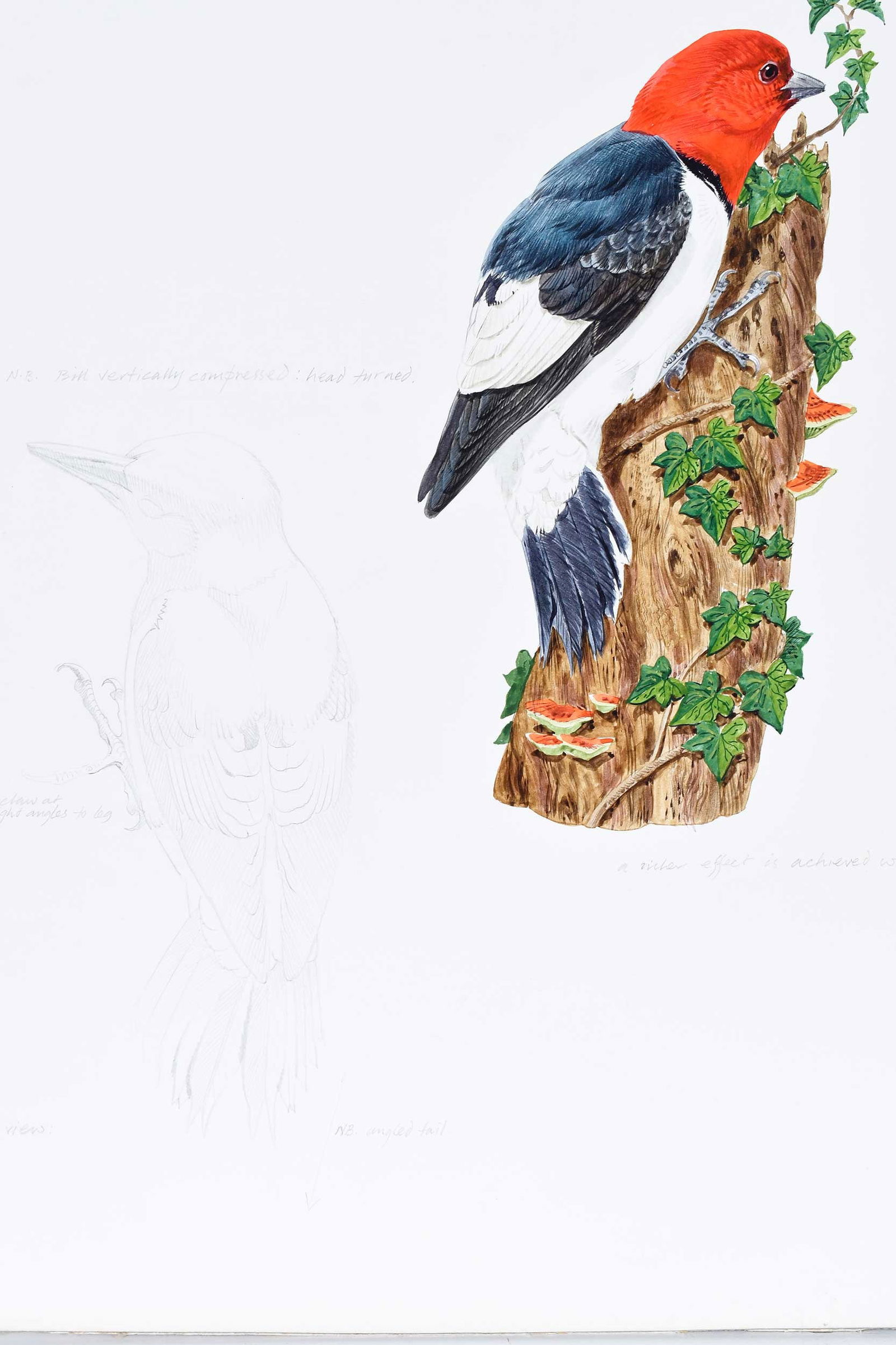 Robin Hill, Three Illustrations - 6