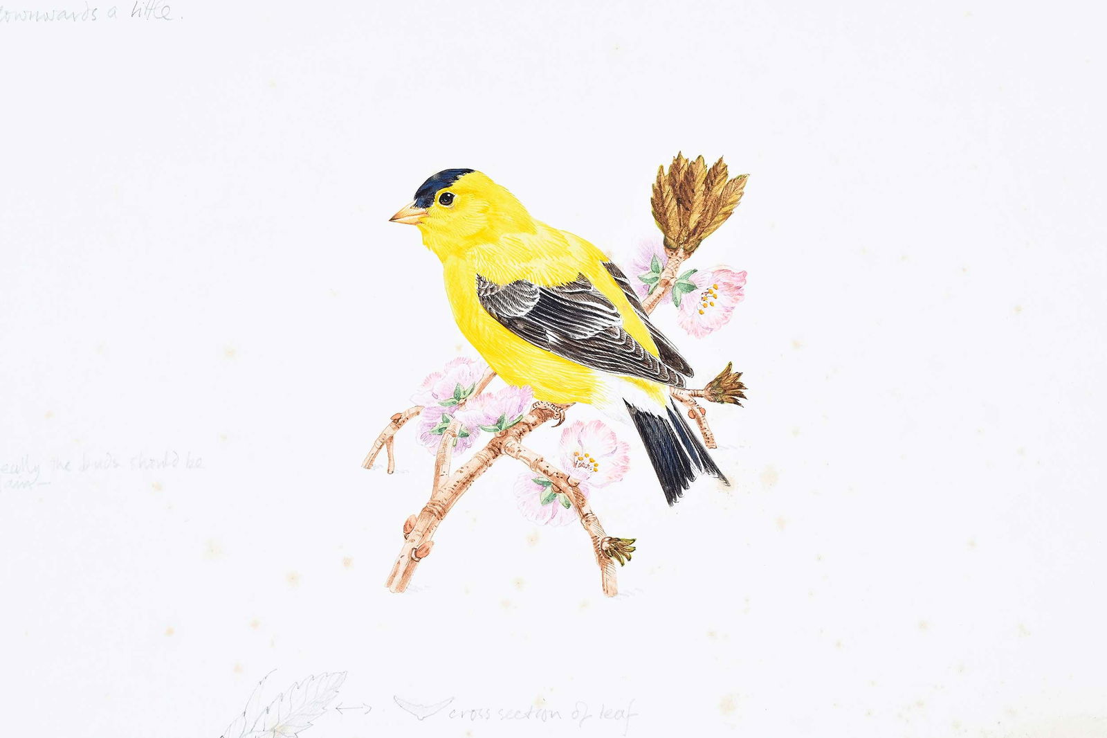 Robin Hill, Four Illustrations - 2