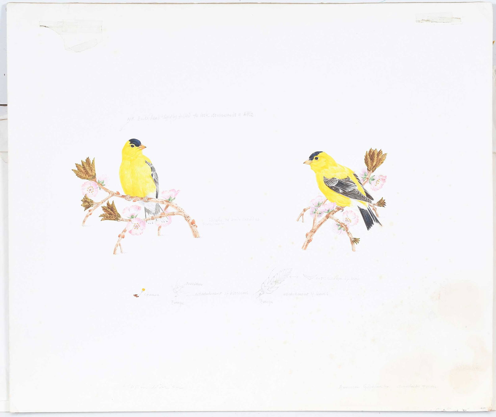 Robin Hill, Four Illustrations - 3