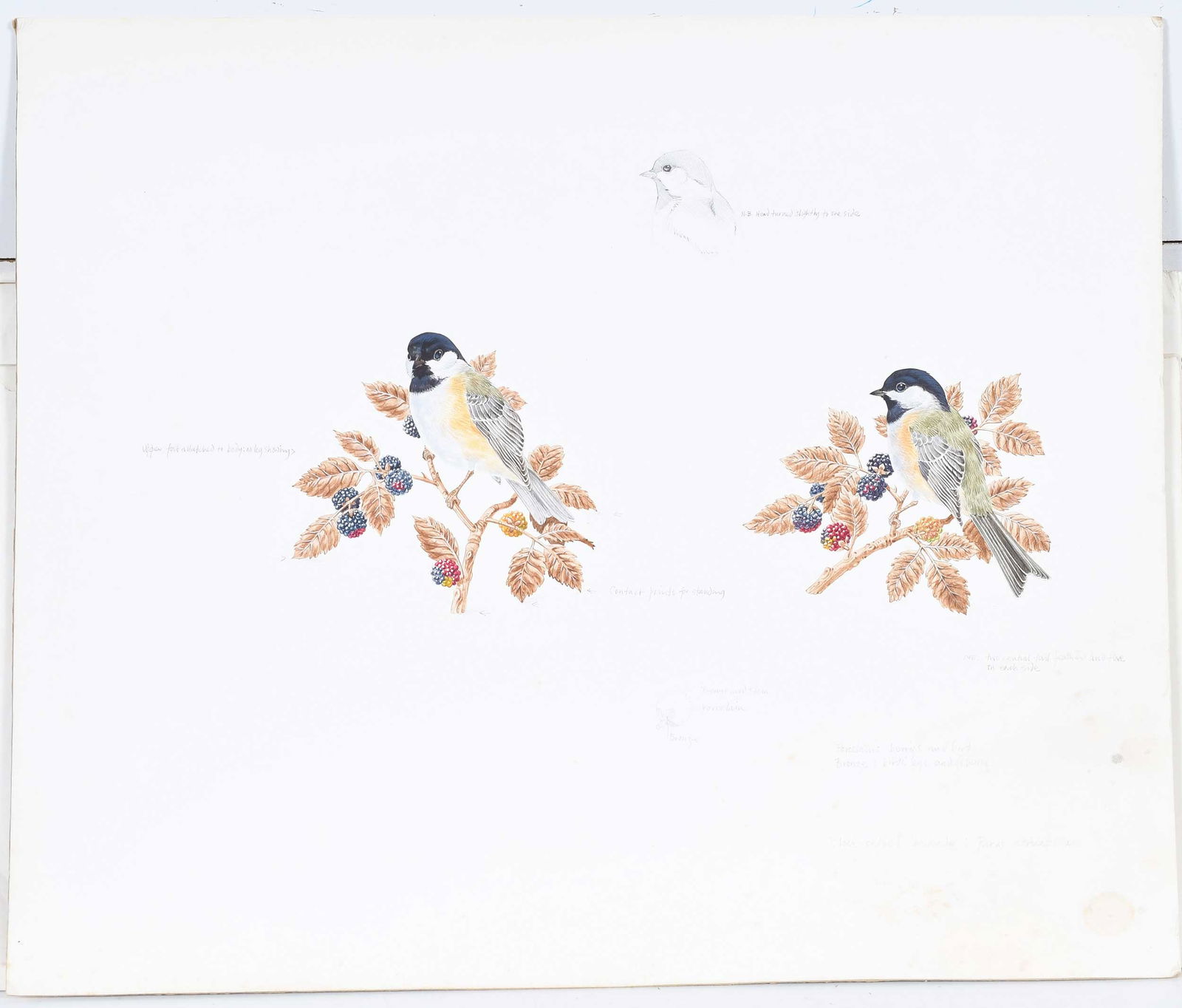 Robin Hill, Four Illustrations - 5