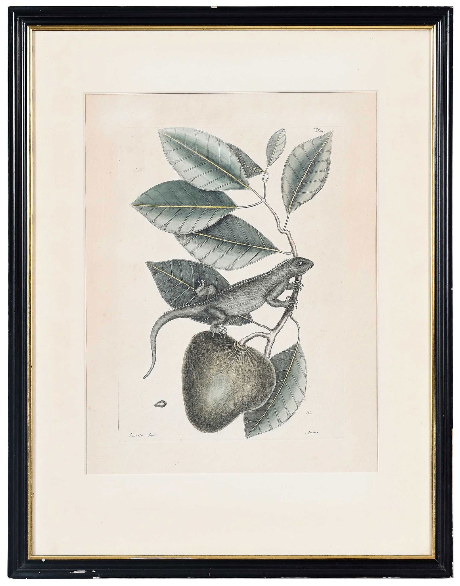 Two Mark Catesby Prints - 2