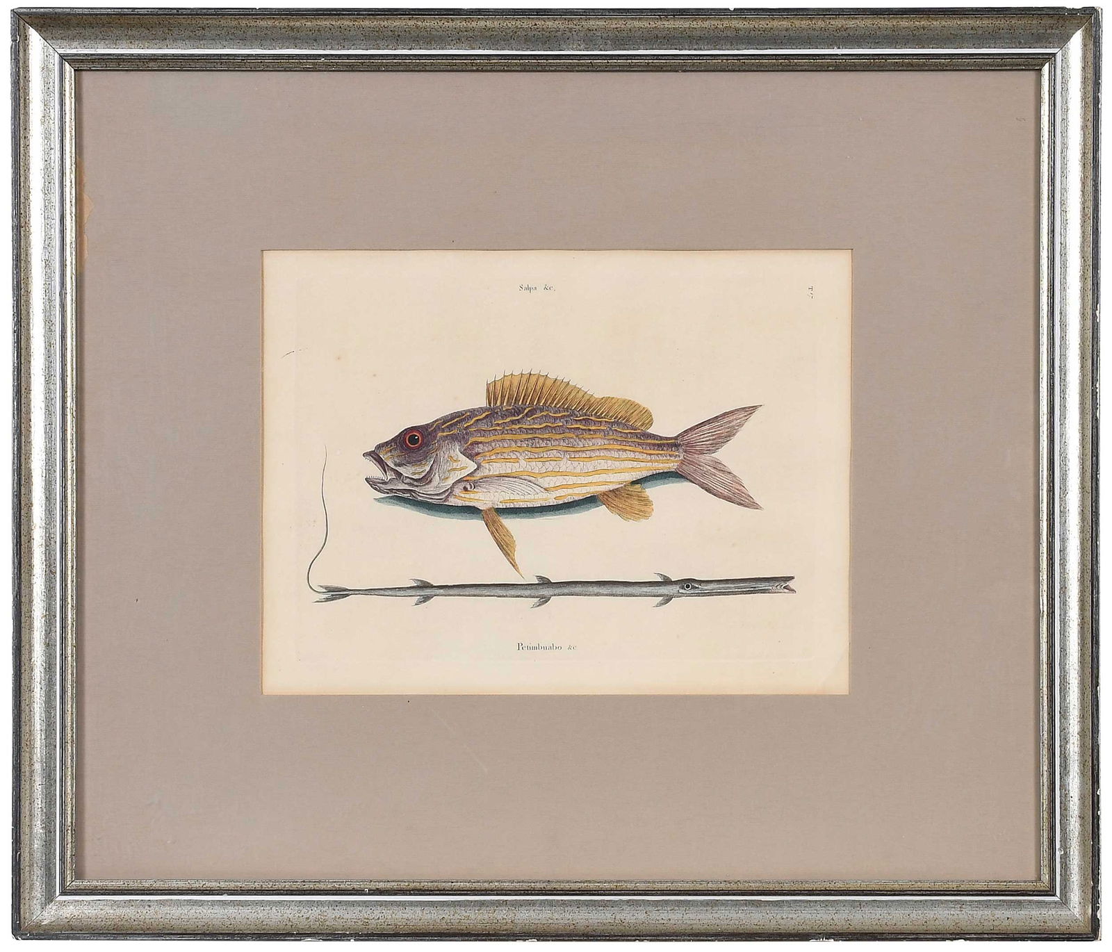 Two Mark Catesby Prints - 3