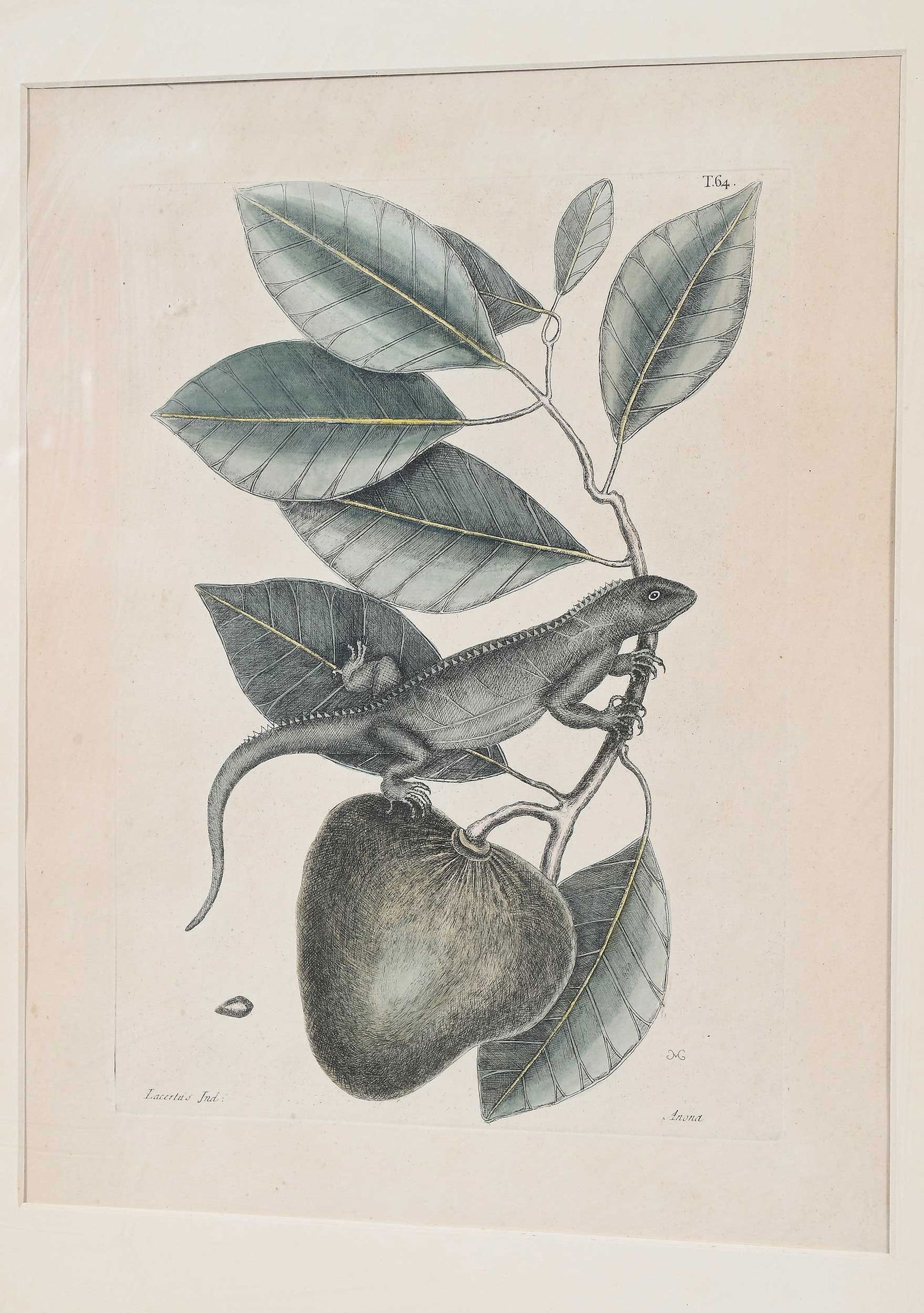 Two Mark Catesby Prints - 4