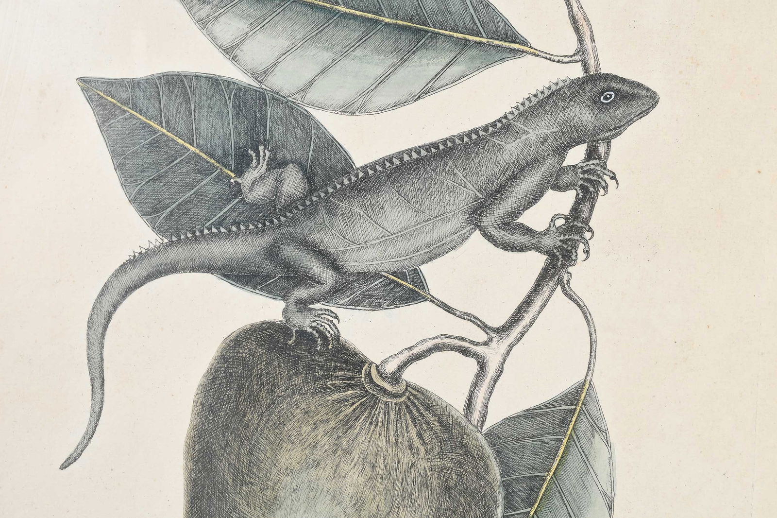 Two Mark Catesby Prints - 5