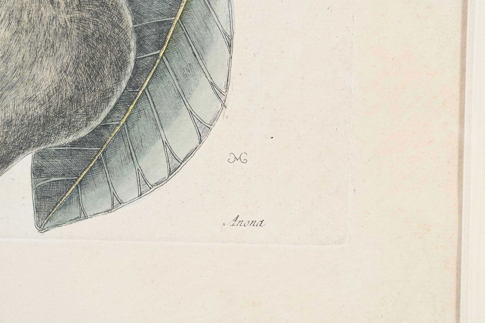 Two Mark Catesby Prints - 6