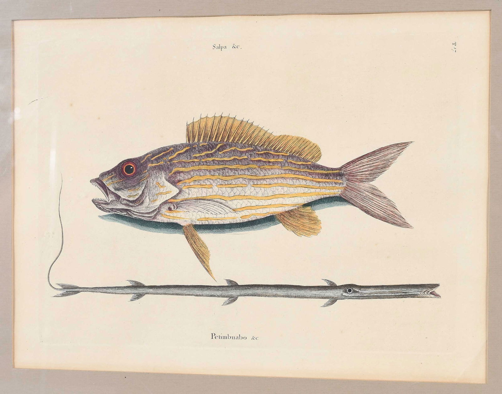 Two Mark Catesby Prints - 7