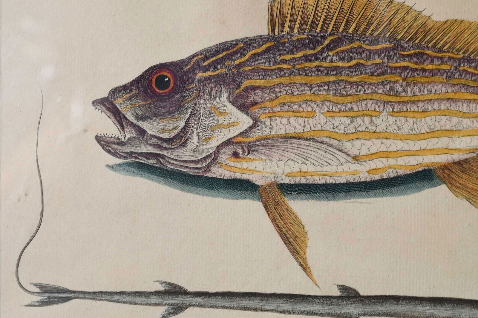 Two Mark Catesby Prints - 8