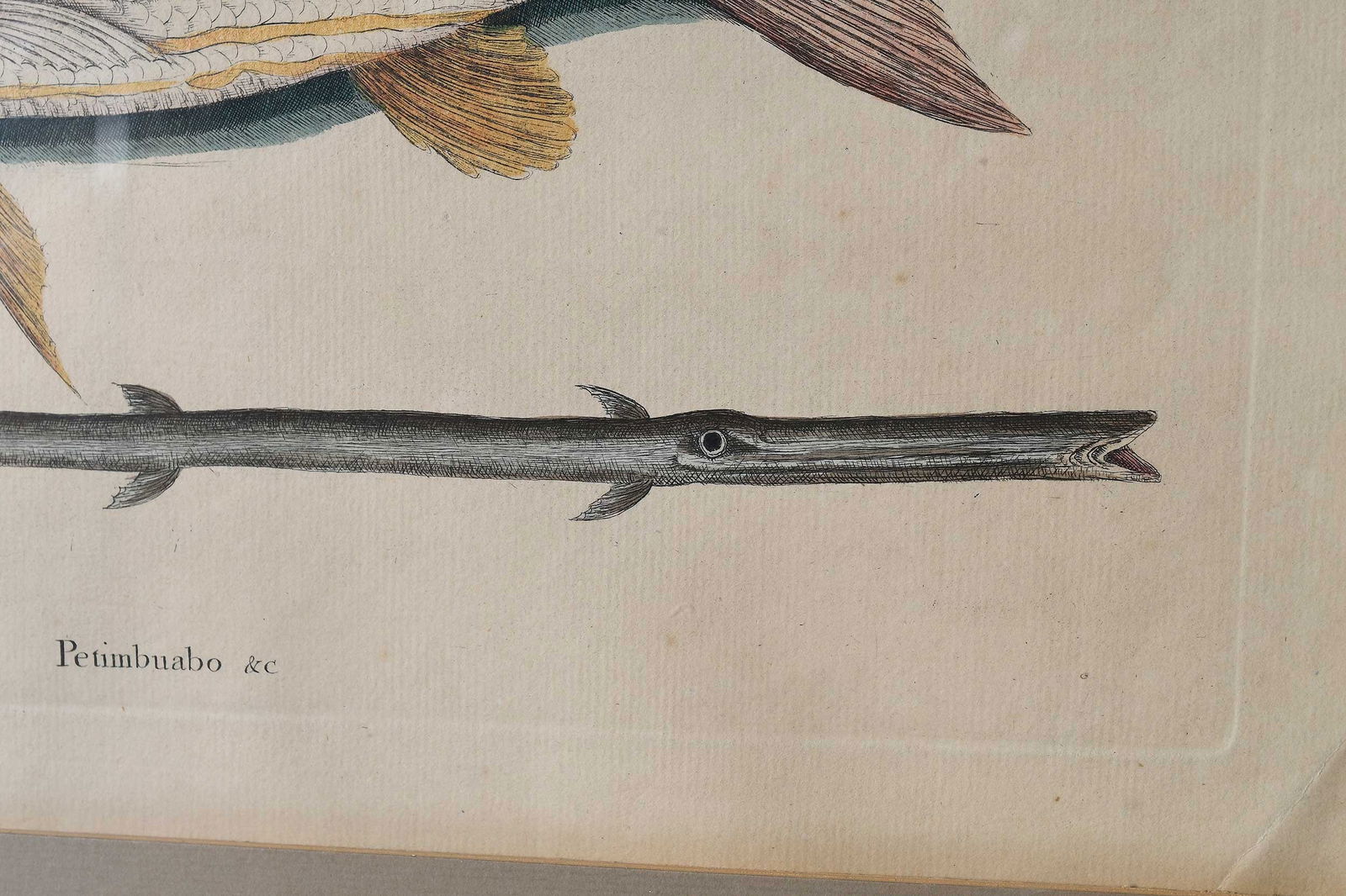 Two Mark Catesby Prints - 9