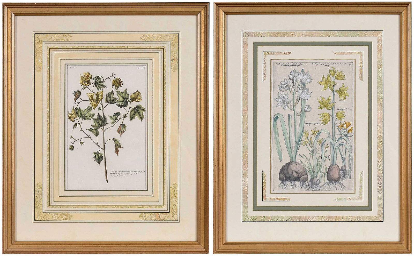 Two Early Hand-Colored Botanical Prints (1 of 8)