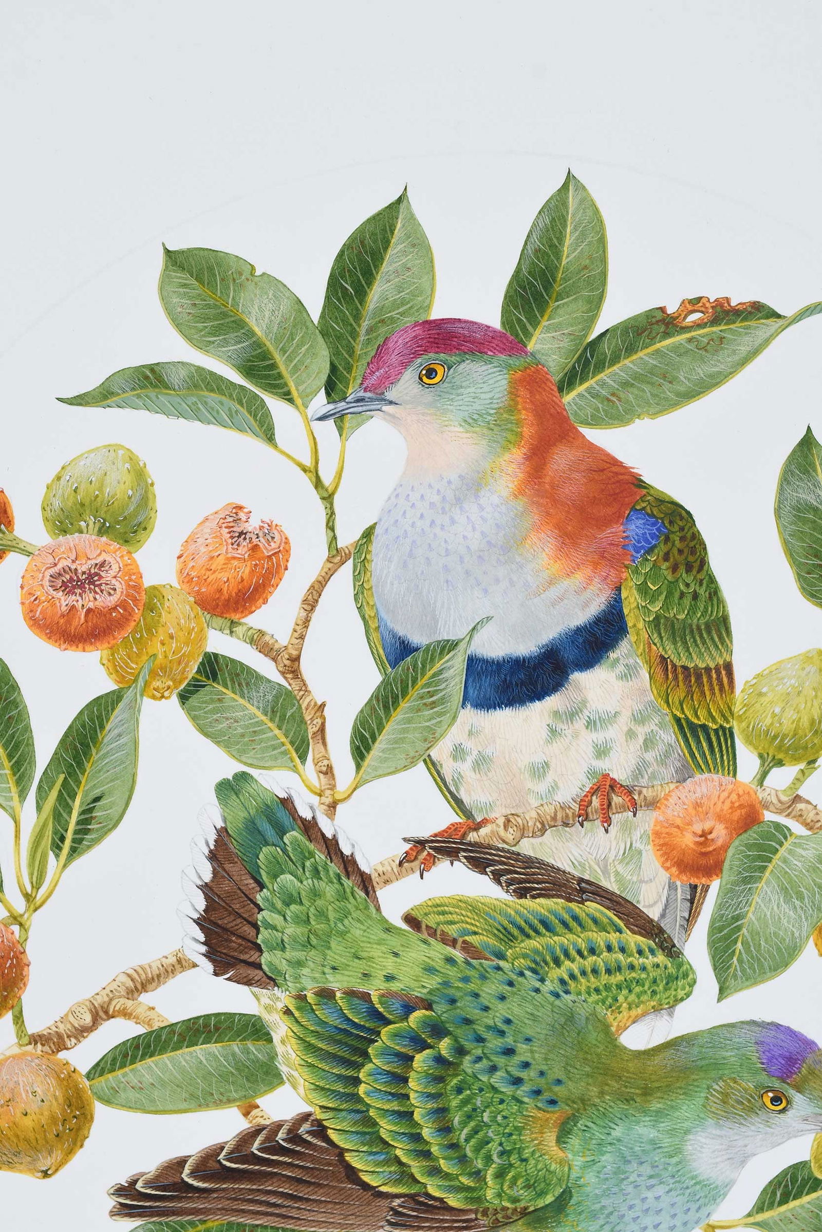 Robin Hill, Two Illustrations - 10