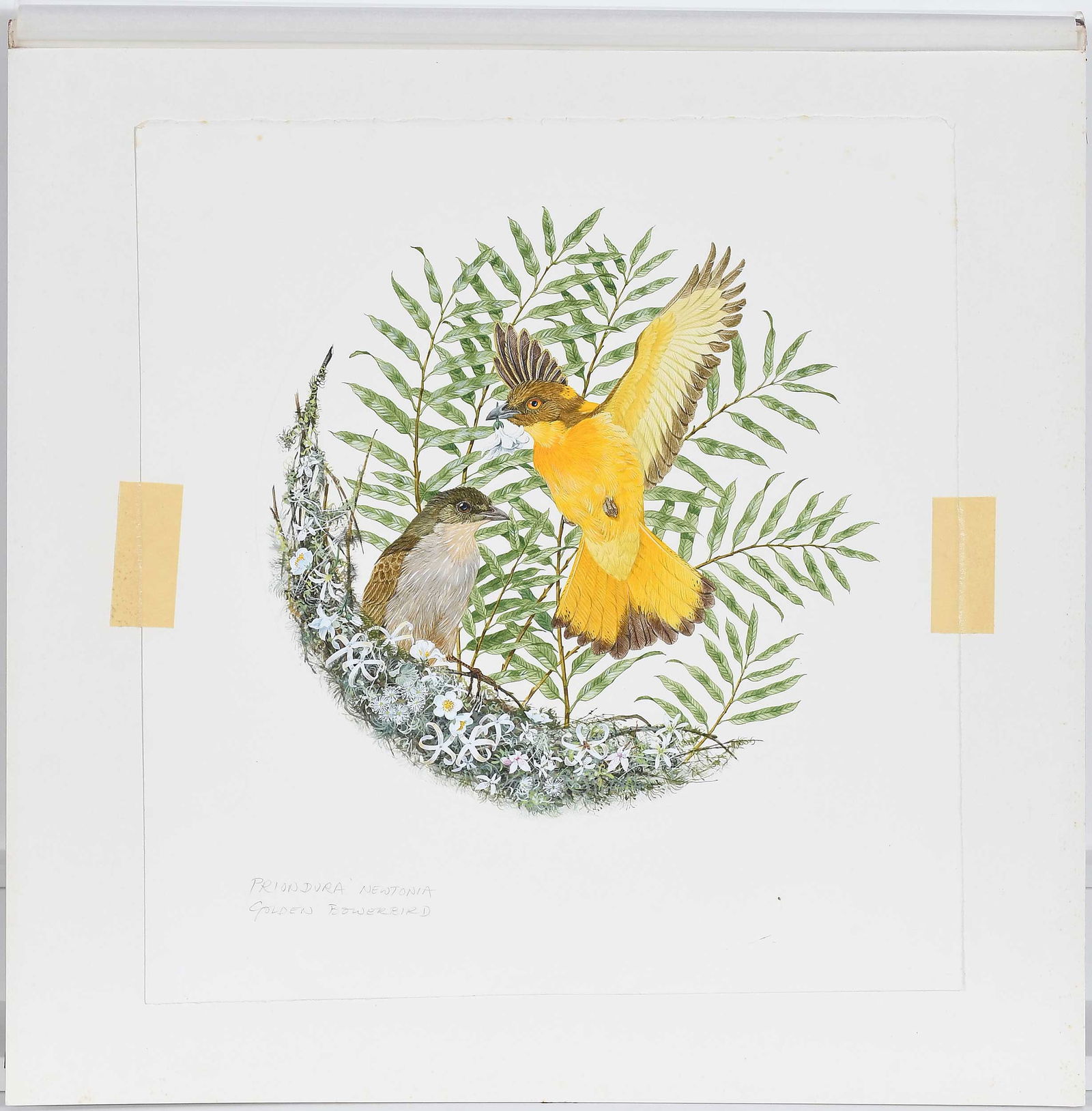 Robin Hill, Two Illustrations - 2