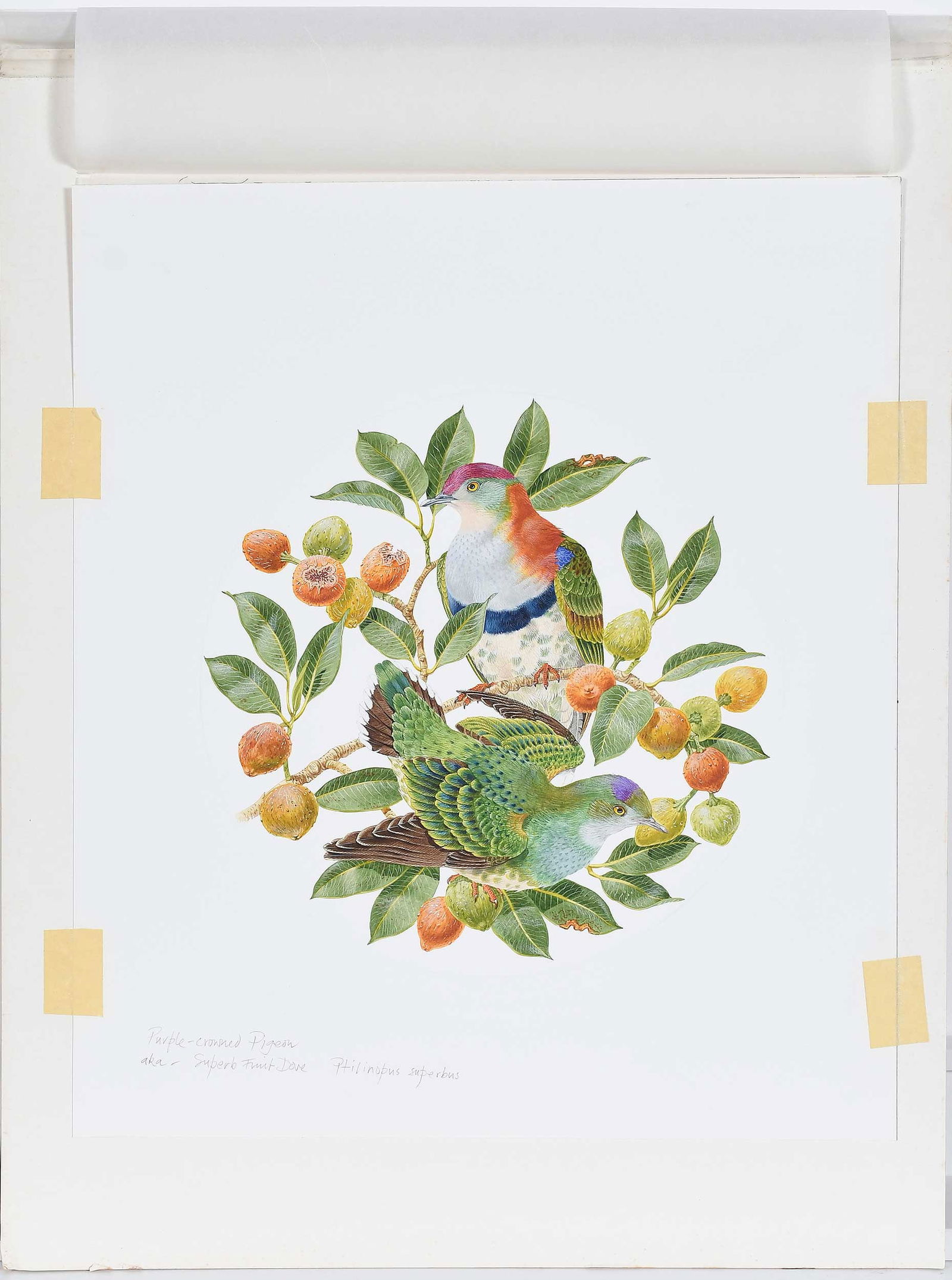 Robin Hill, Two Illustrations - 3