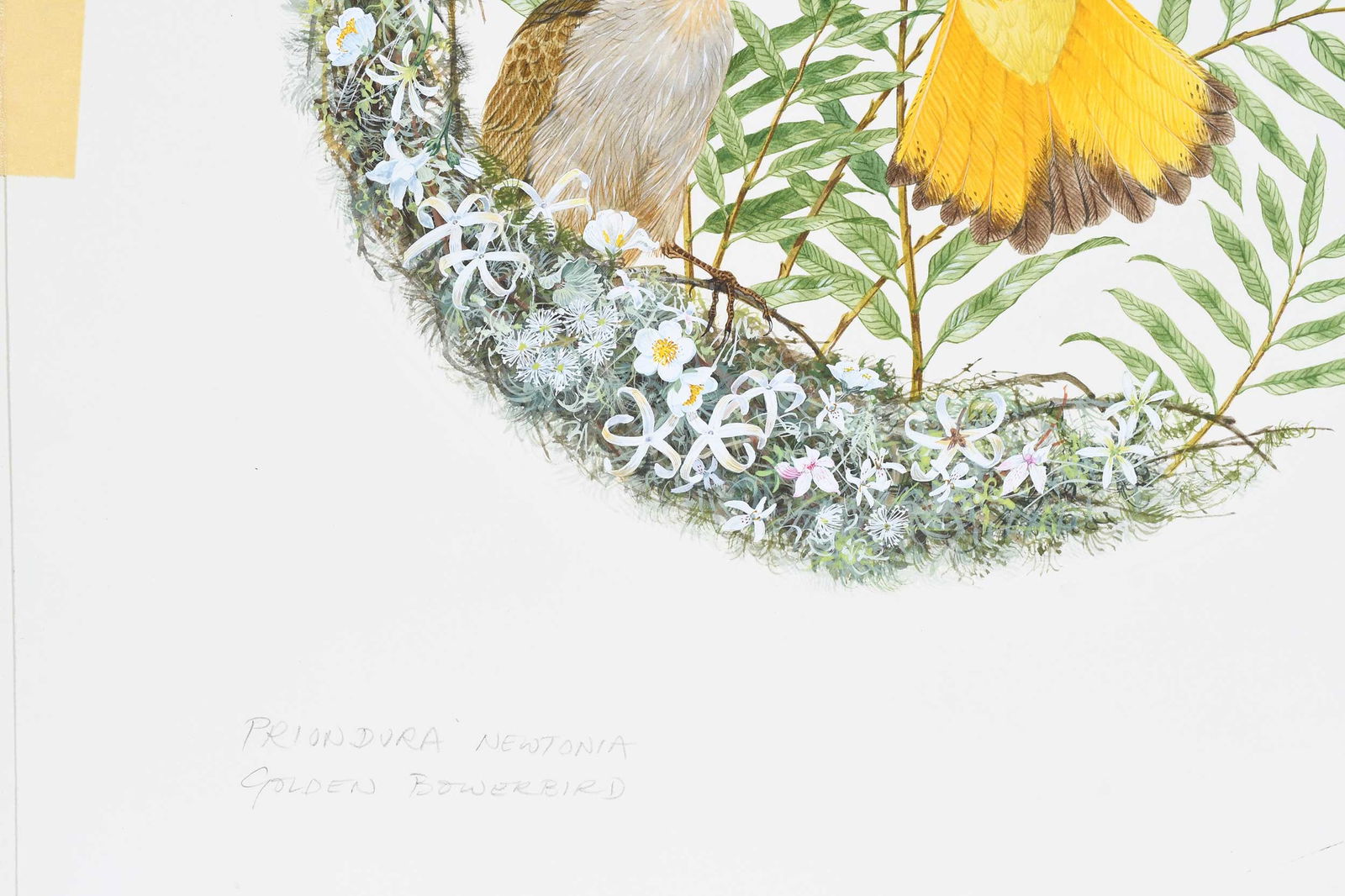 Robin Hill, Two Illustrations - 4