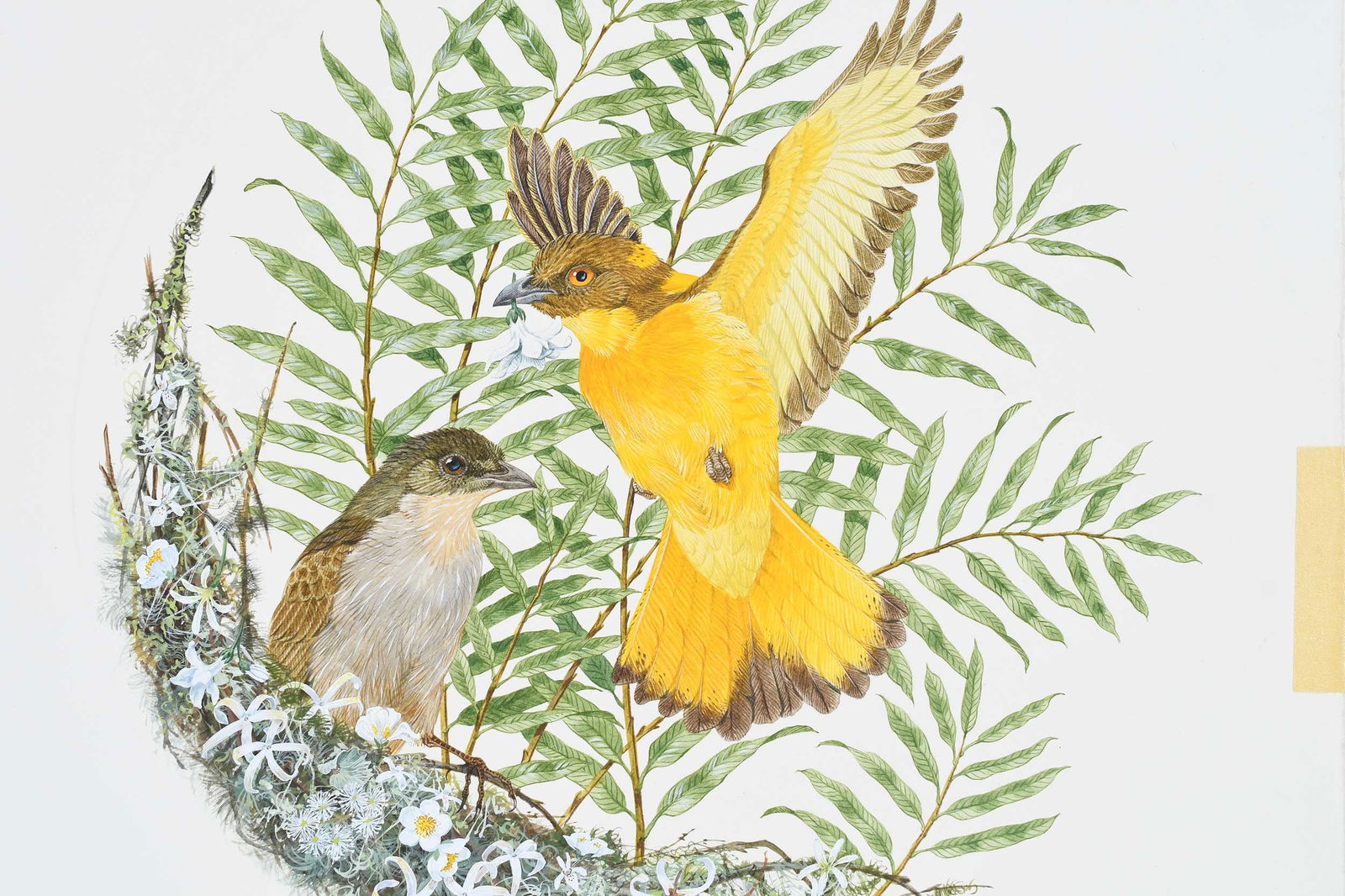 Robin Hill, Two Illustrations - 5