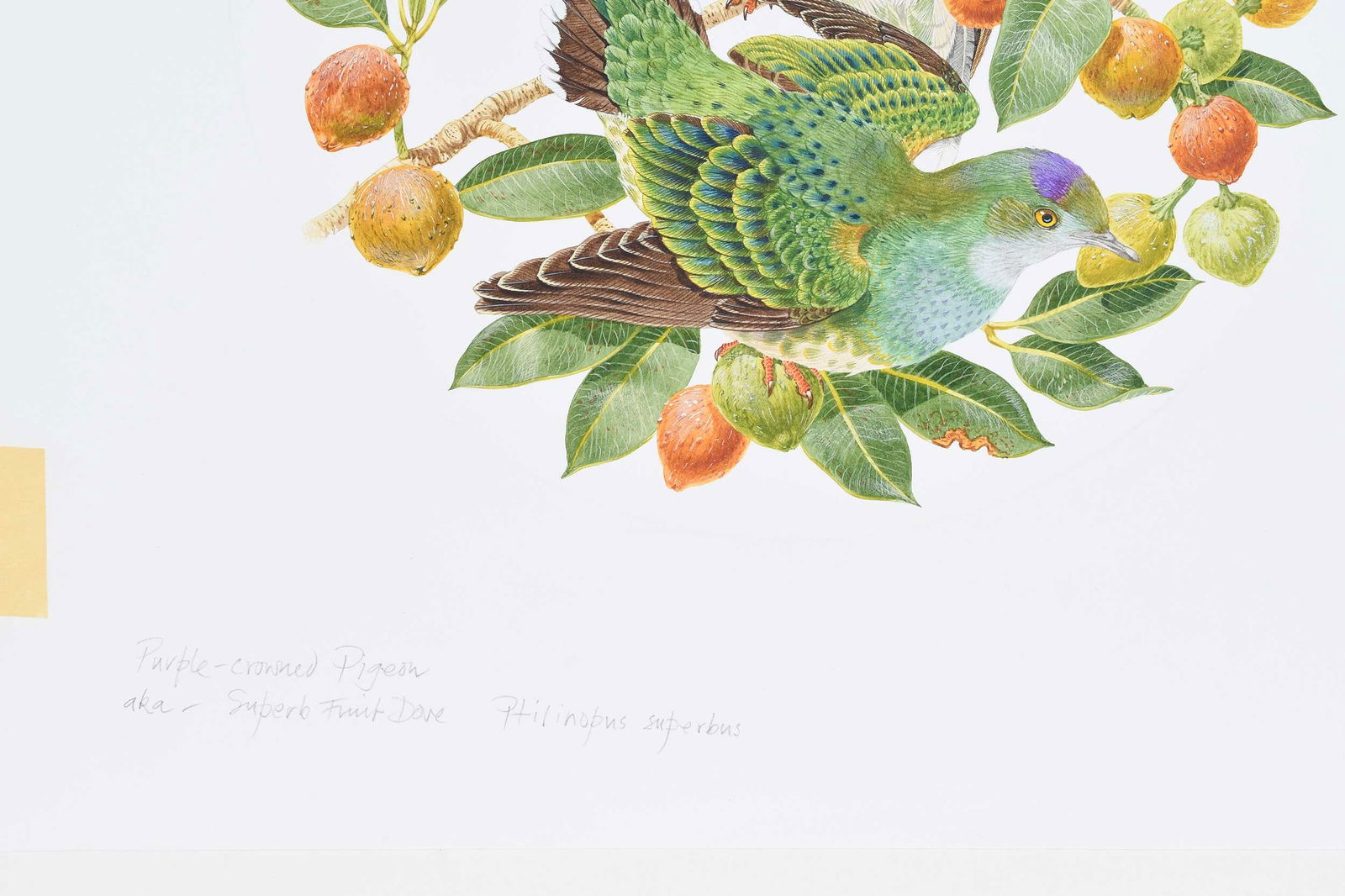 Robin Hill, Two Illustrations - 8