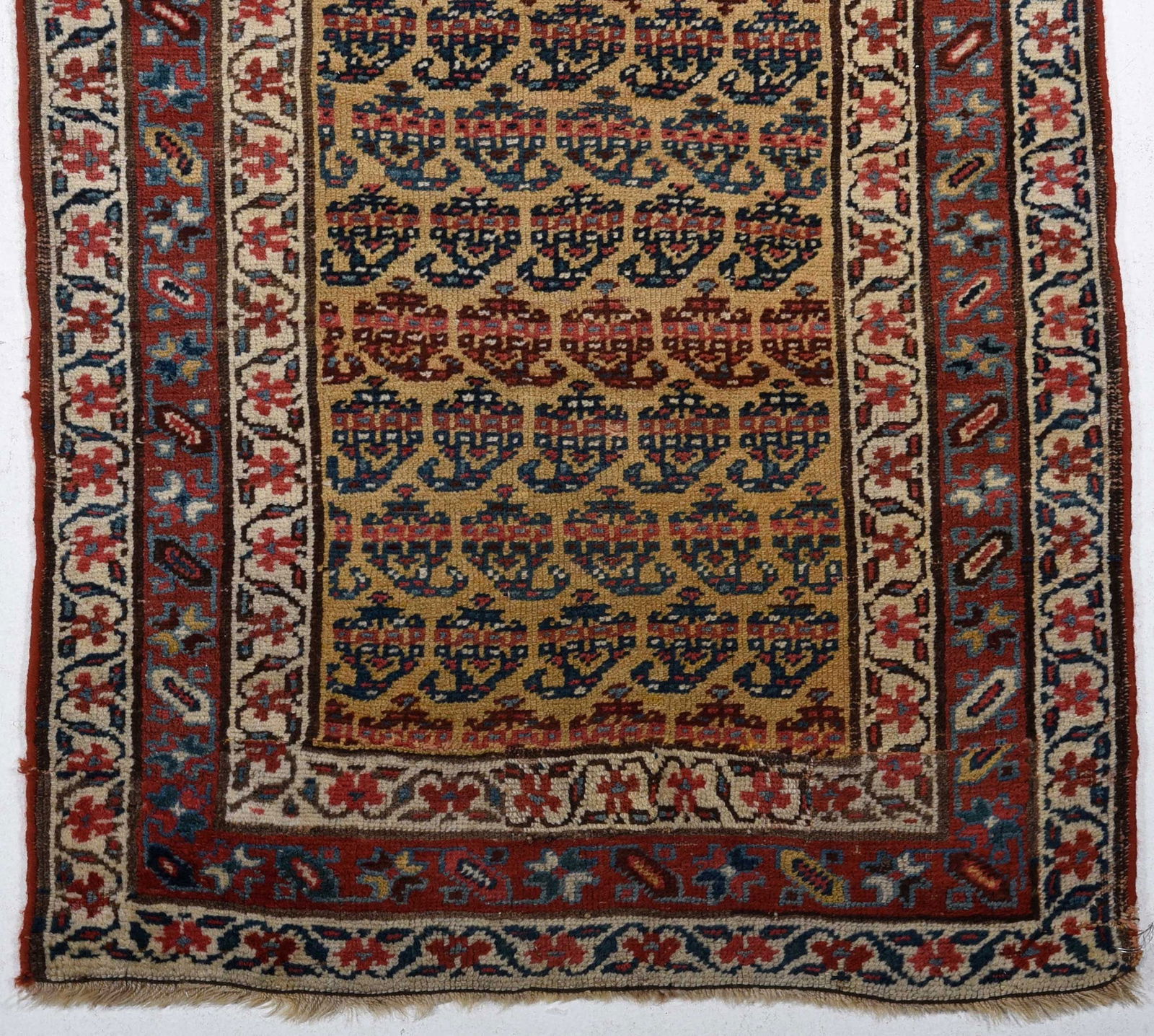 Caucasian Runner - 2