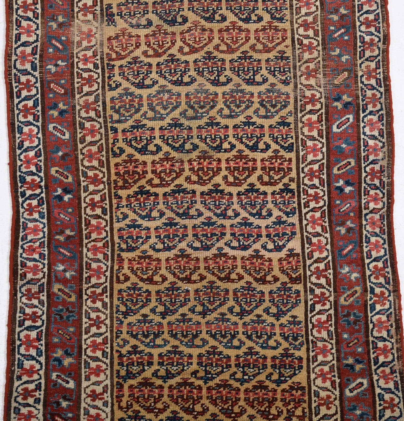 Caucasian Runner - 3