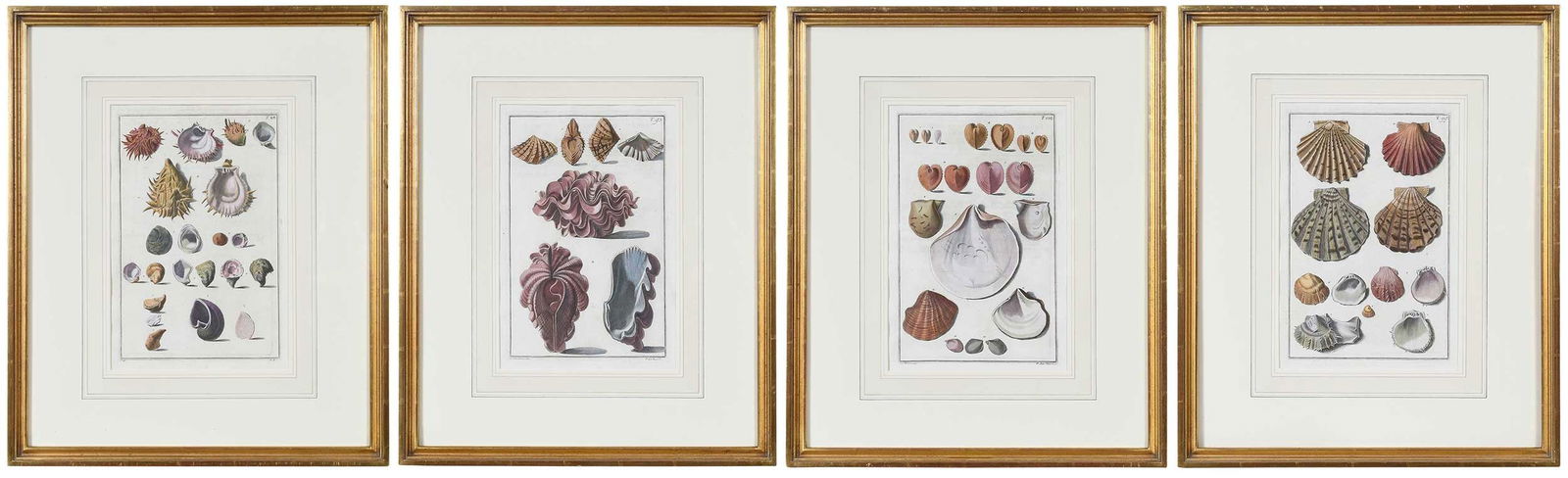 After Giuseppe Menabuoni, Four Mollusk Shell Engravings (1 of 15)