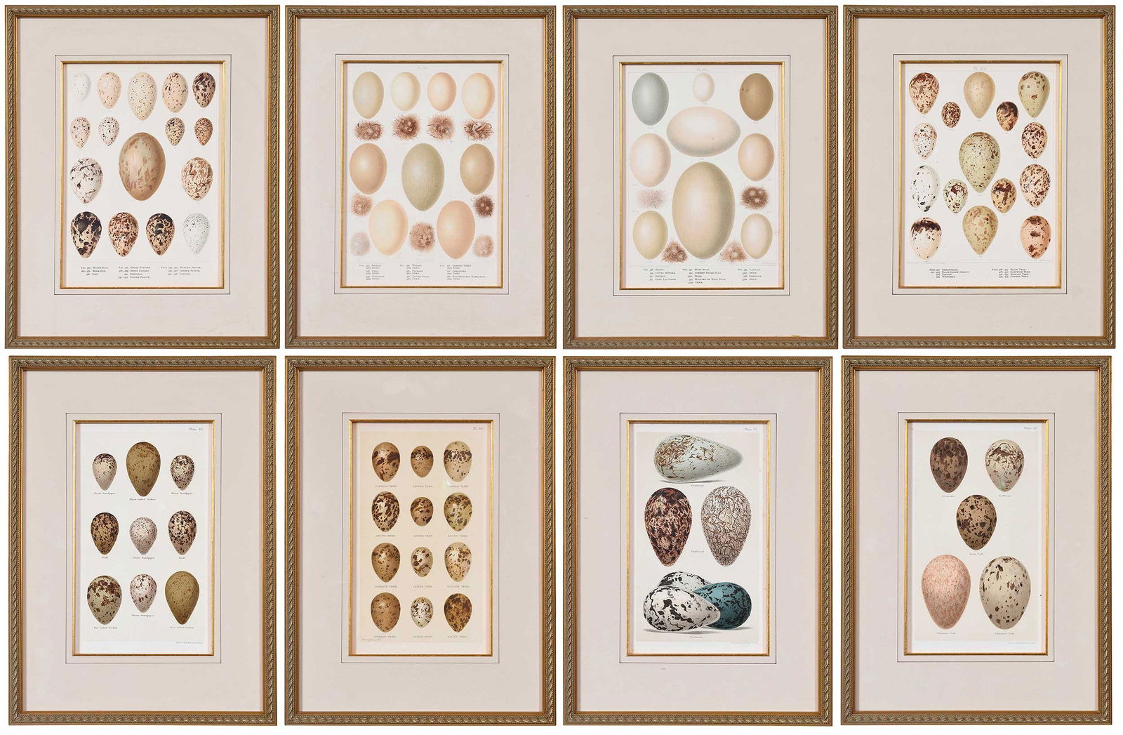 Eight Egg Chromolithograph Illustrations, Seebohm, Frohawk: (British, late 19th/early 20th century)PL. 25, PL. 32, PL. 42, PL 46, from Henry Seebohm, Coloured Figures of the Eggs of British Birds, Sheffield : Pawson and Brailsford, 1896, hand-colored