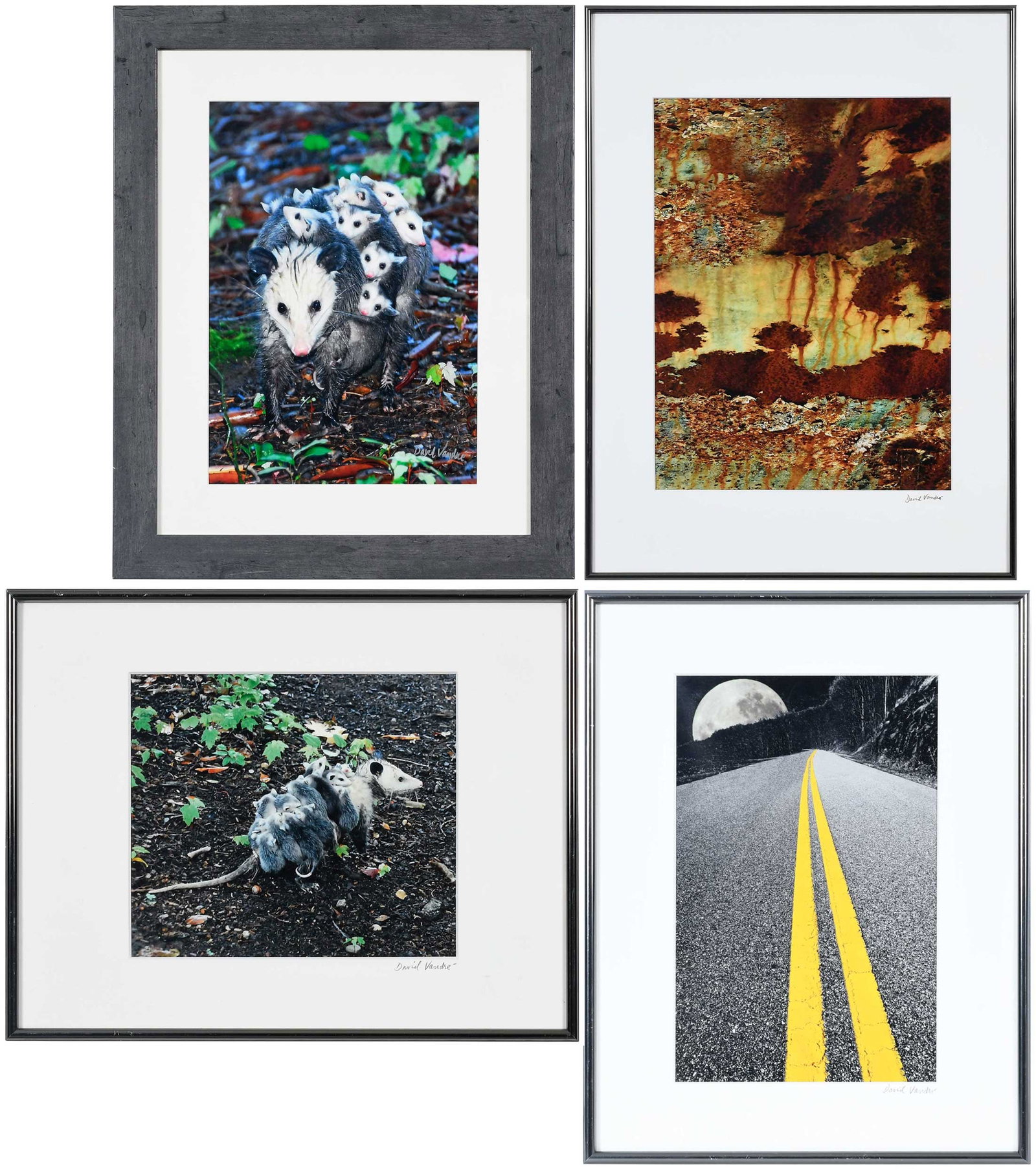 Four Framed David Vandre Photographs: (Henderson County, North Carolina) Out for a Ride; Mother Possum with Joeys; Rusting Surface; Highway Scene; all signed "David Vandre" lower right, largest sight 17-1/4 x 12-1/8 in.; framed, largest 2