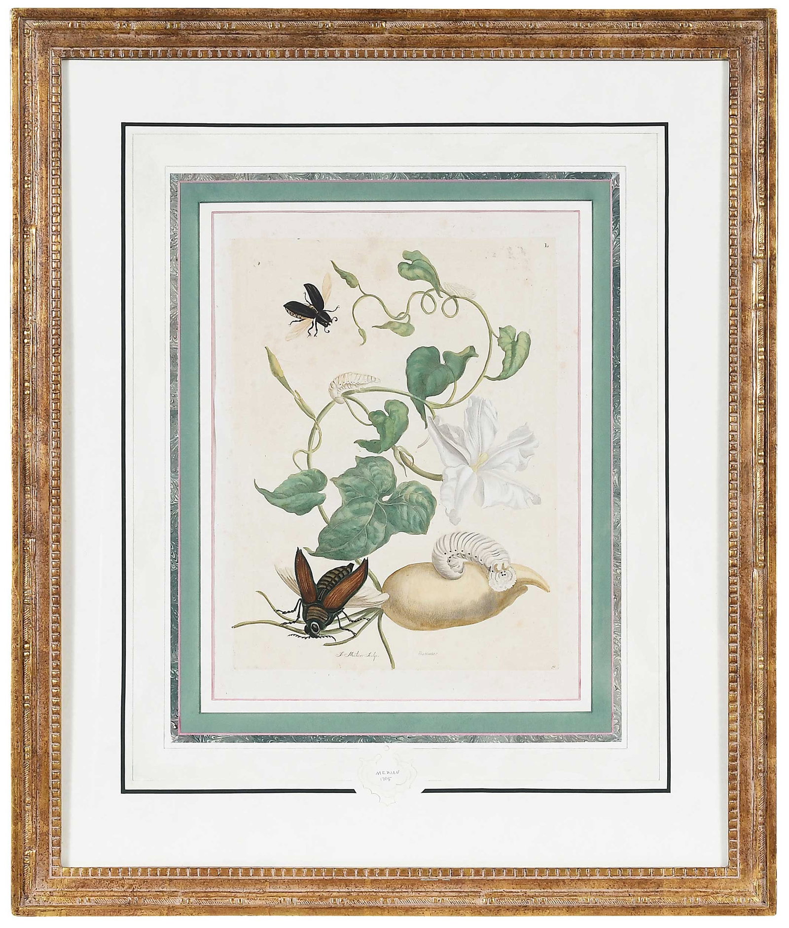 Maria Sybilla Merian: (German, 1647-1717) Plate 50 Large Horned Beetle with Potato, from Metamorphosis Insectorum Surinamensium, Amsterdam, 1705-1719, hand colored engraving on laid paper, lacking watermark, plate 13-1/2