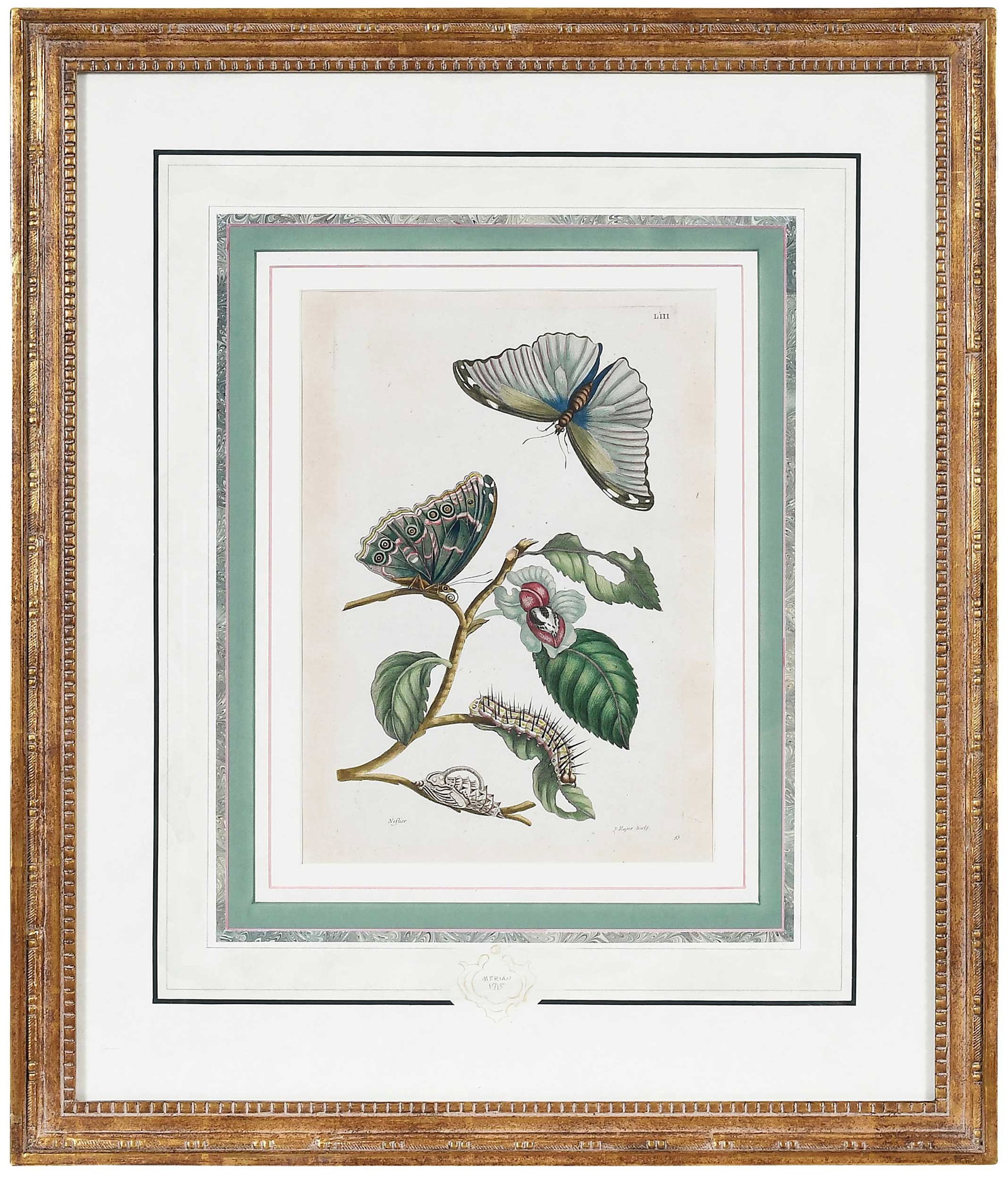Maria Sybilla Merian: (German, 1647-1717) Plate LIII Pearl-eye Butterfly with Tree, from Metamorphosis Insectorum Surinamensium, Amsterdam, 1705-1719, hand colored engraving on laid paper with watermark, plate 13-1/8 x 8-1