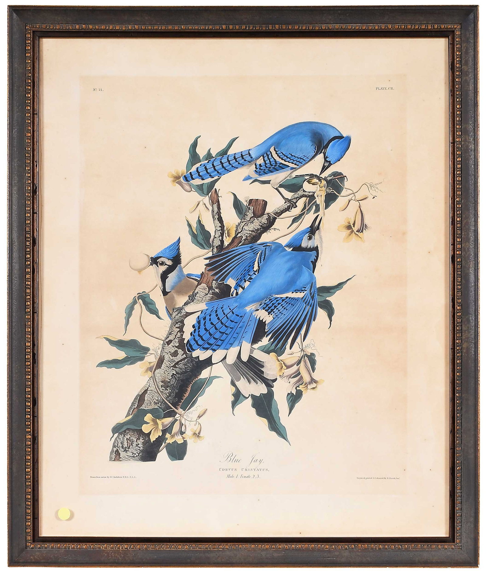 John James Audubon, Blue Jay: (New York, 1785-1851) Plate 87, 1830, from The Birds of America, London, 1827-1838, Havell edition, hand colored aquatint and engraving of wove paper with "J. Whatman 1830" watermark, plate 26 x 20-1/