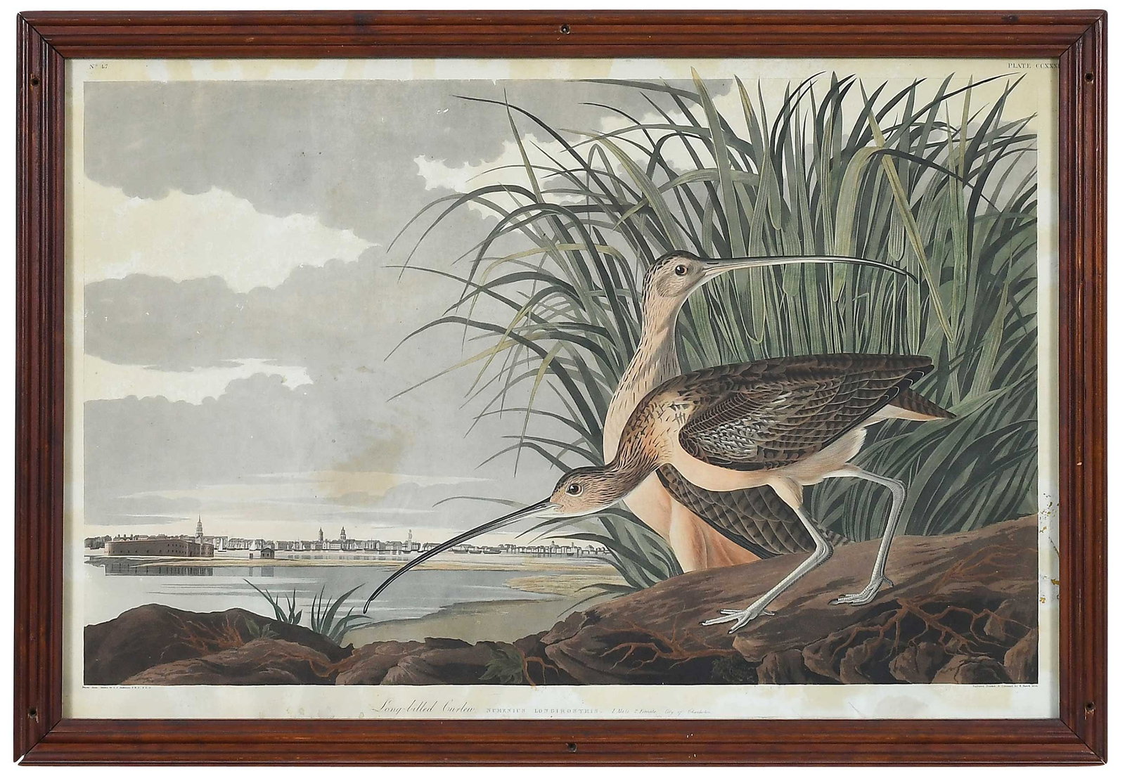 John James Audubon, Long-billed Curlew: (New York, 1785-1851) Plate CCXXXI, Charleston, South Carolina in the background, from The Birds of America, London, 1827-1838, hand-colored etching, engraving, and aquatint on wove paper, lacking vis