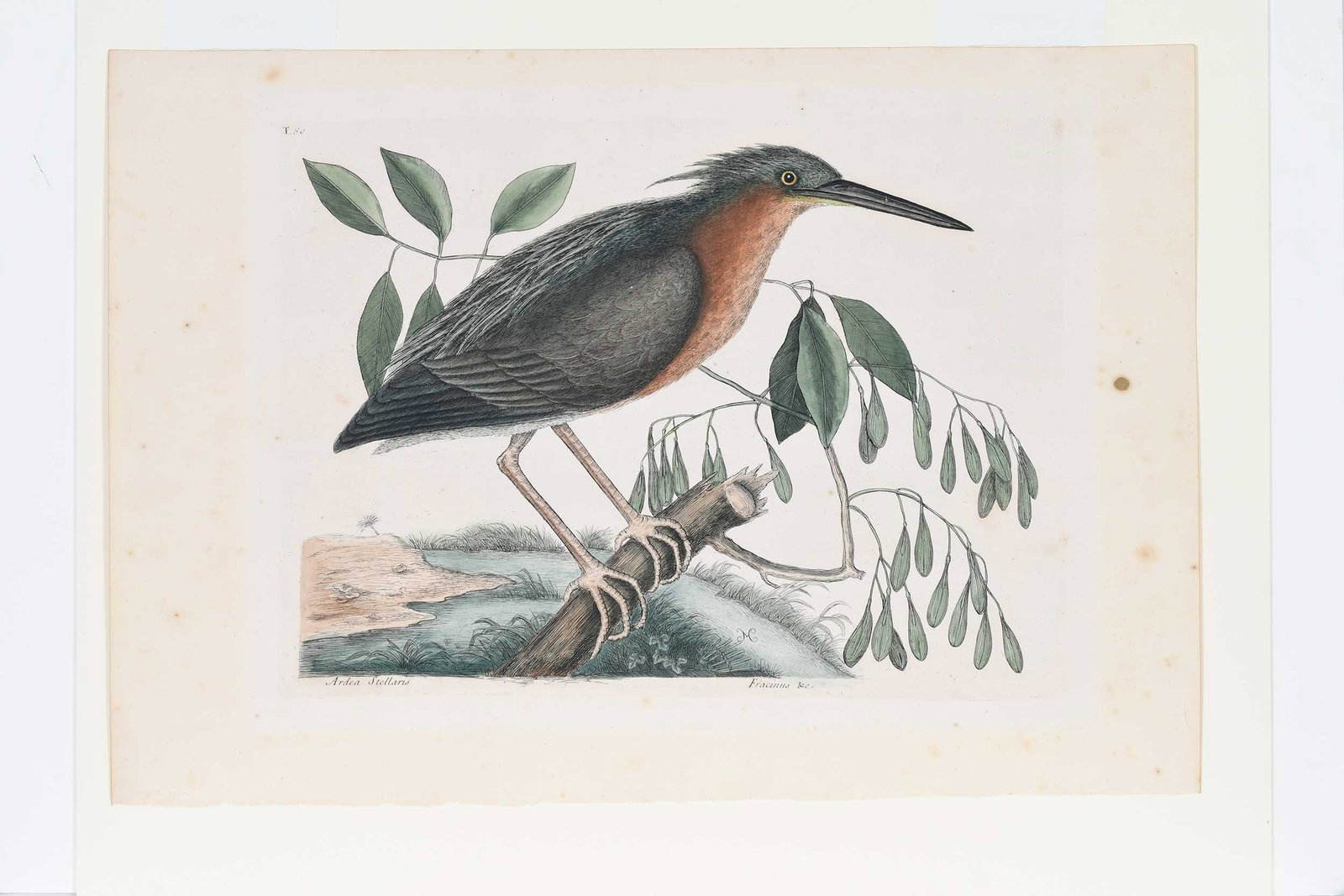 Mark Catesby, The Small Bittern (1 of 8)