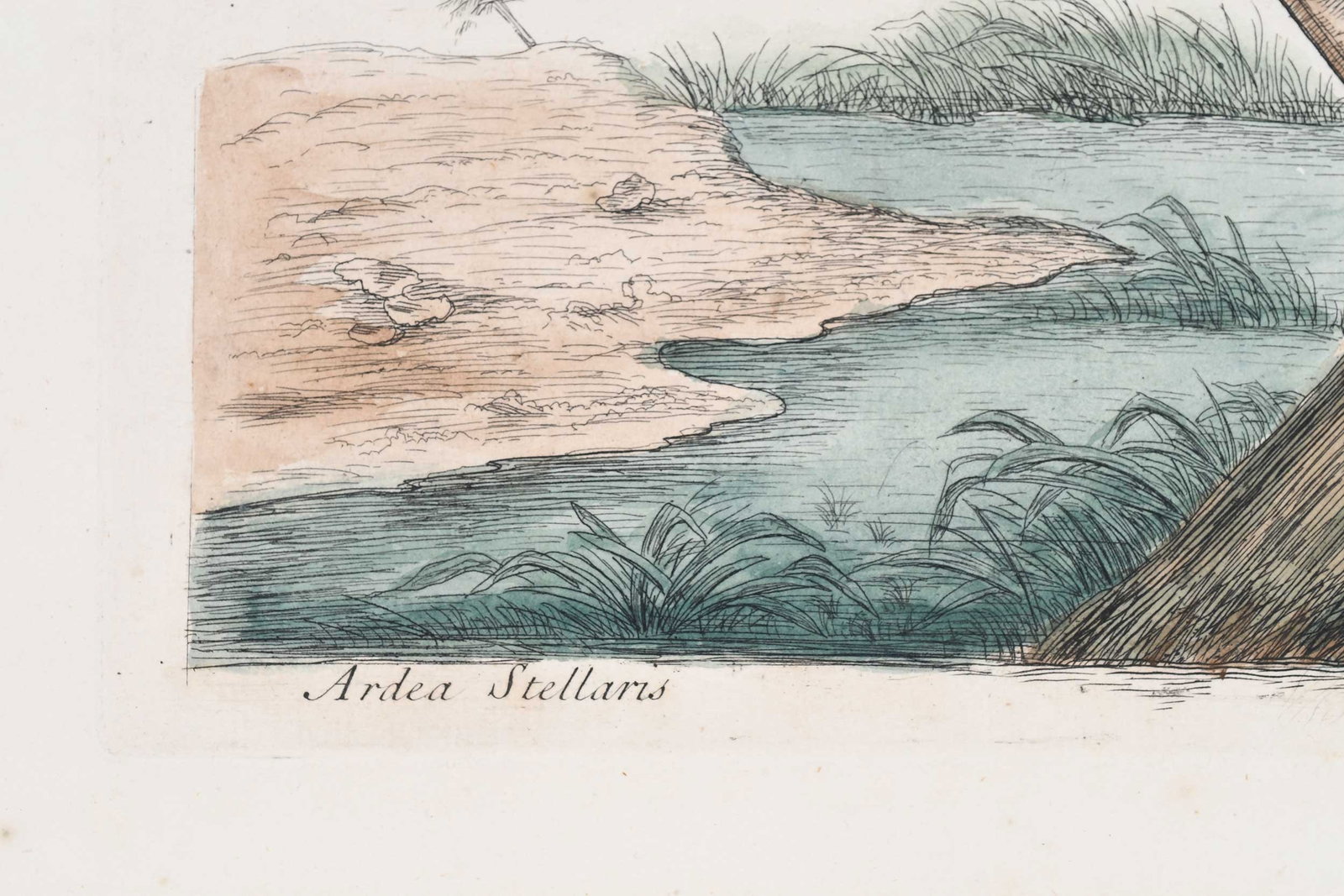 Mark Catesby, The Small Bittern - 2