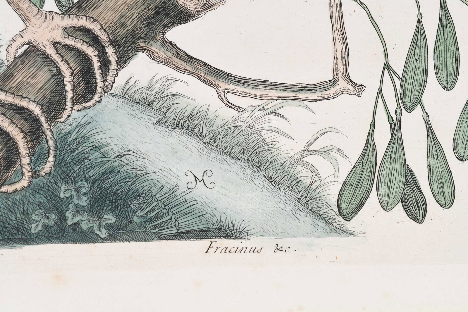Mark Catesby, The Small Bittern - 3