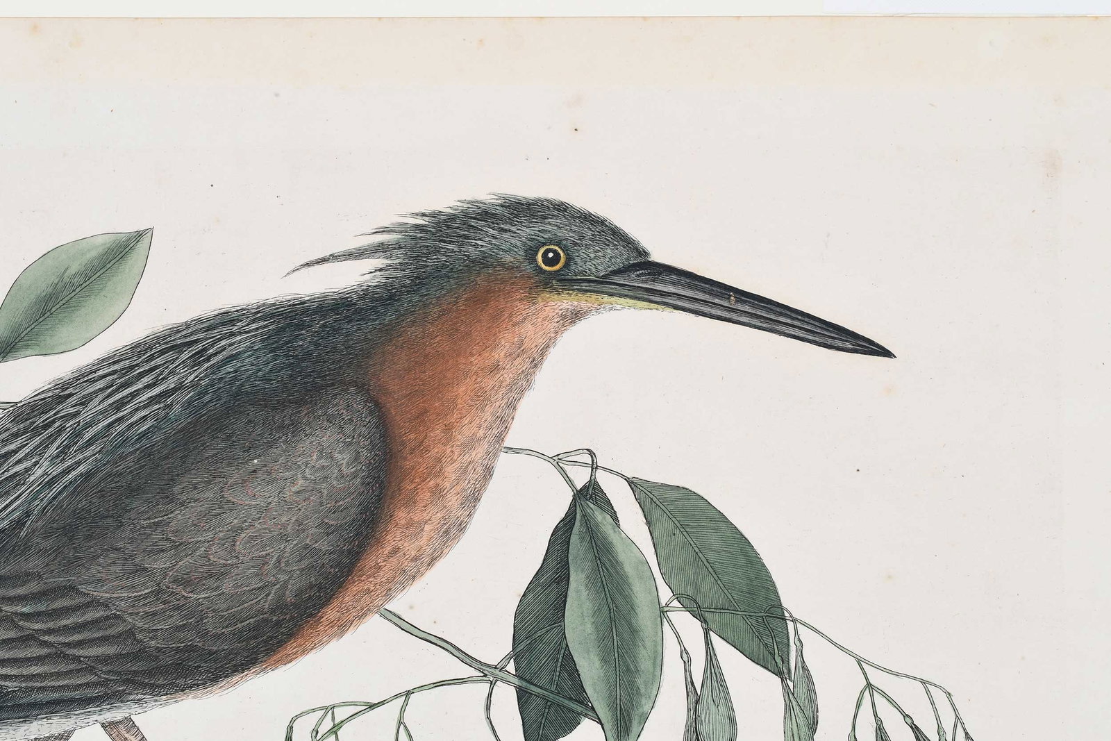 Mark Catesby, The Small Bittern - 4
