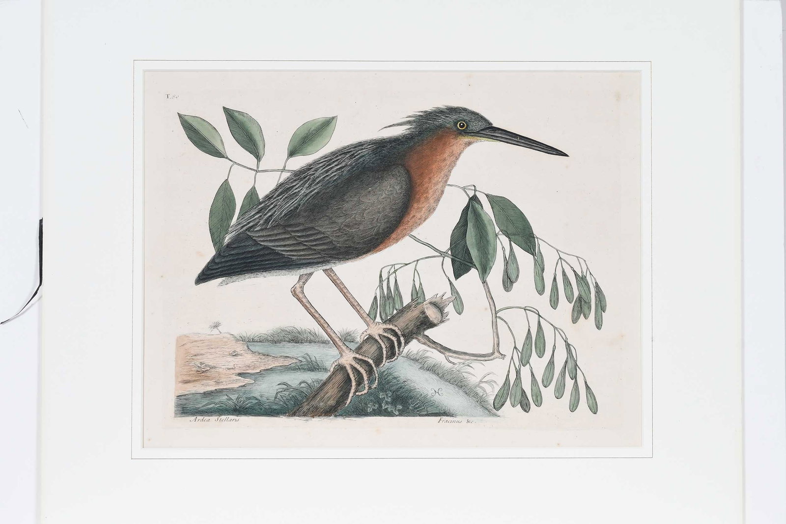 Mark Catesby, The Small Bittern - 8